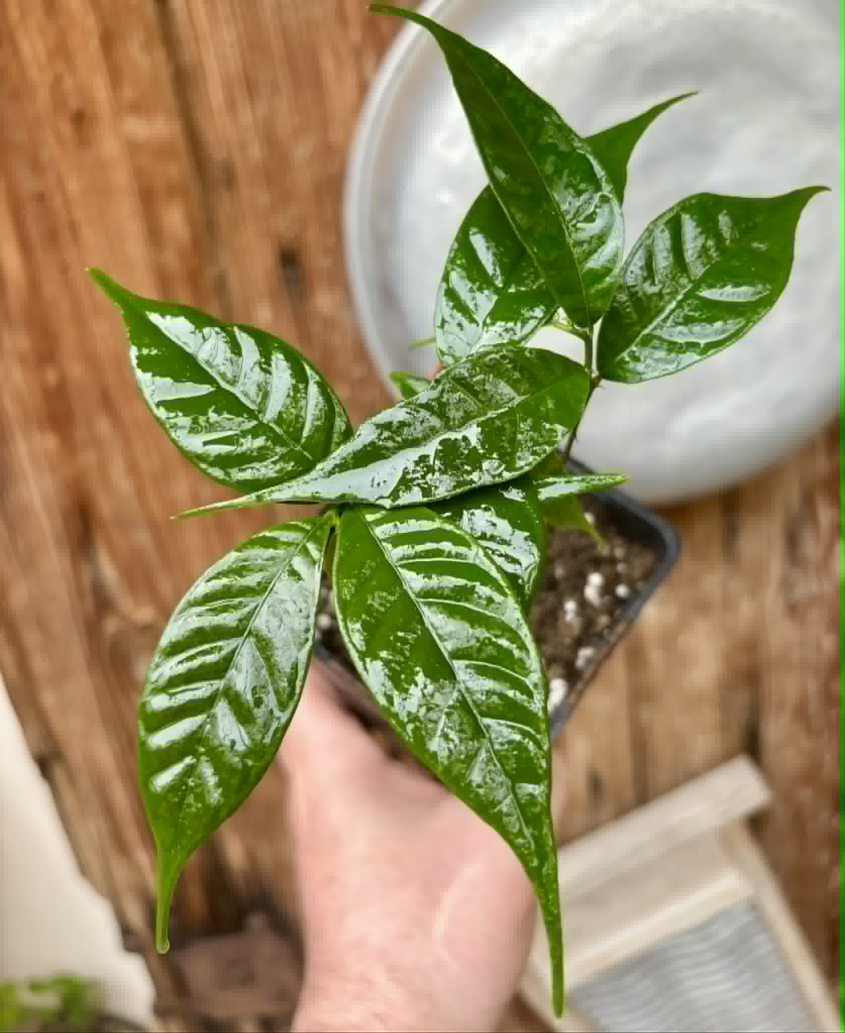 3 in 1 pot - Kesusu (Prainea limpato) - 3 potted seedlings in one pot / 3 getopfte Sämlinge in einem Topf