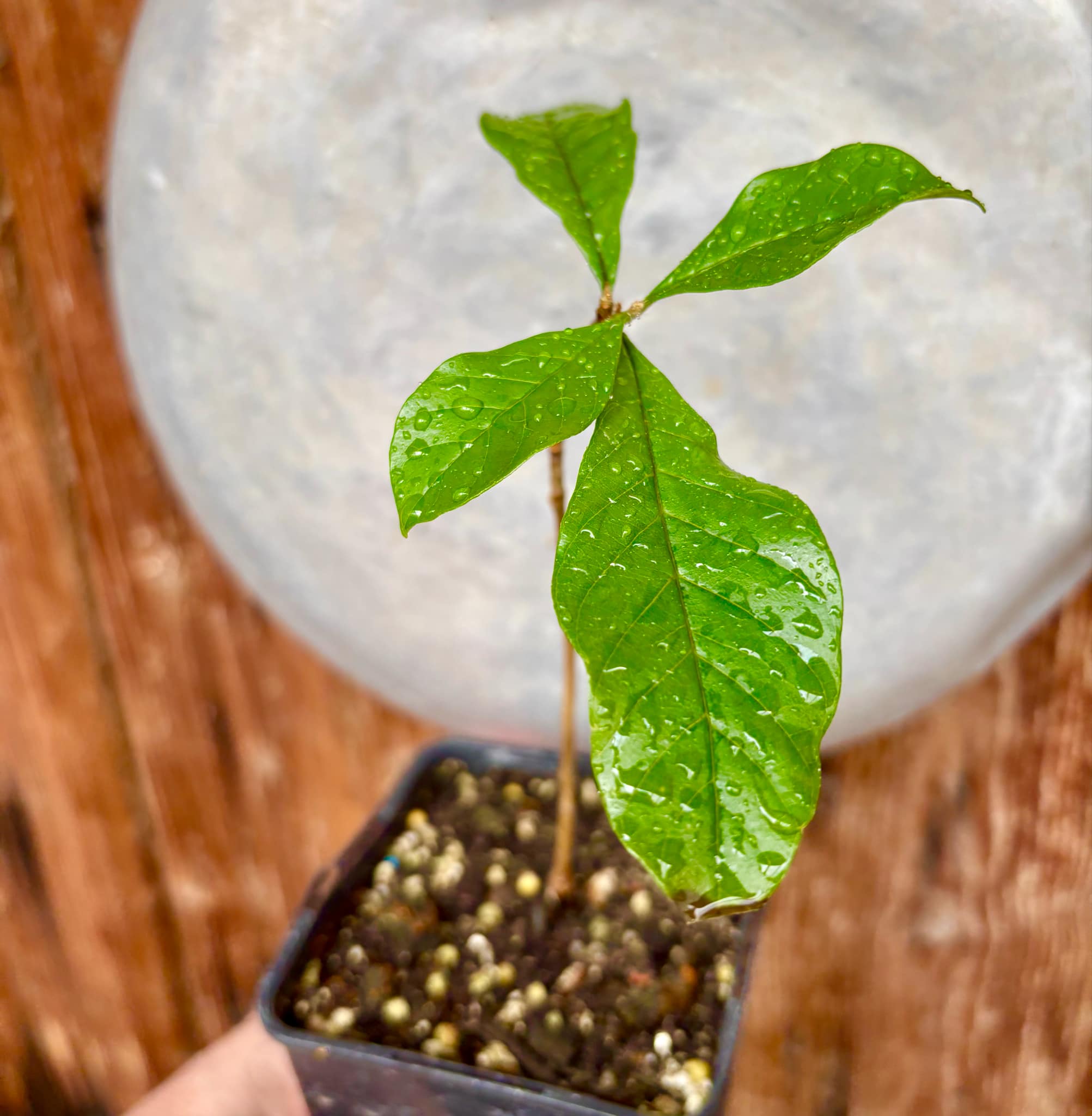 Marmixa (Pradosia lactescens) - 1 potted plant / 1 getopfte Pflanze