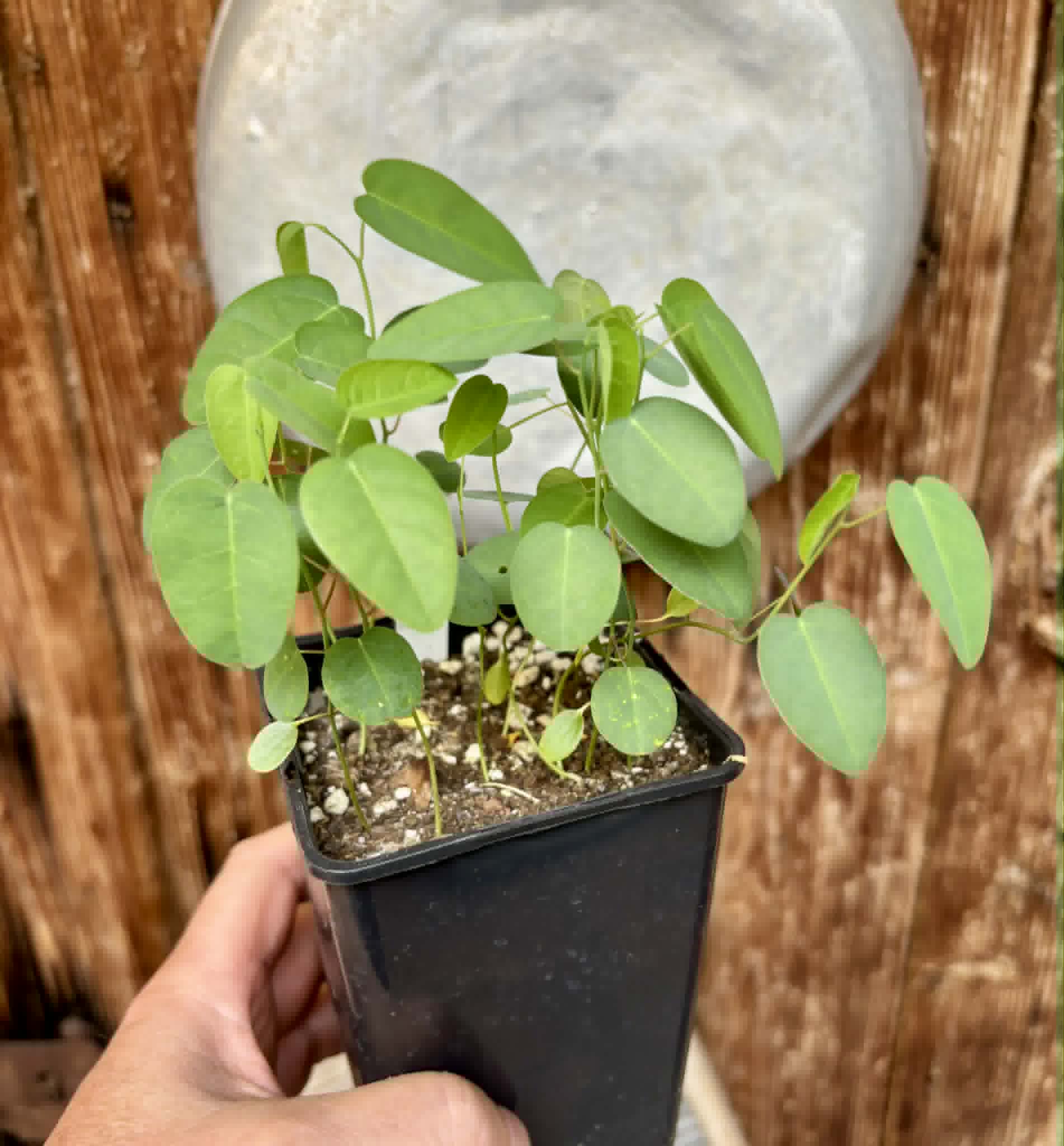 12 in 1 pot - Passiflora silvestris - 12 seedlings in one pot / 12 Sämlinge in einem Topf
