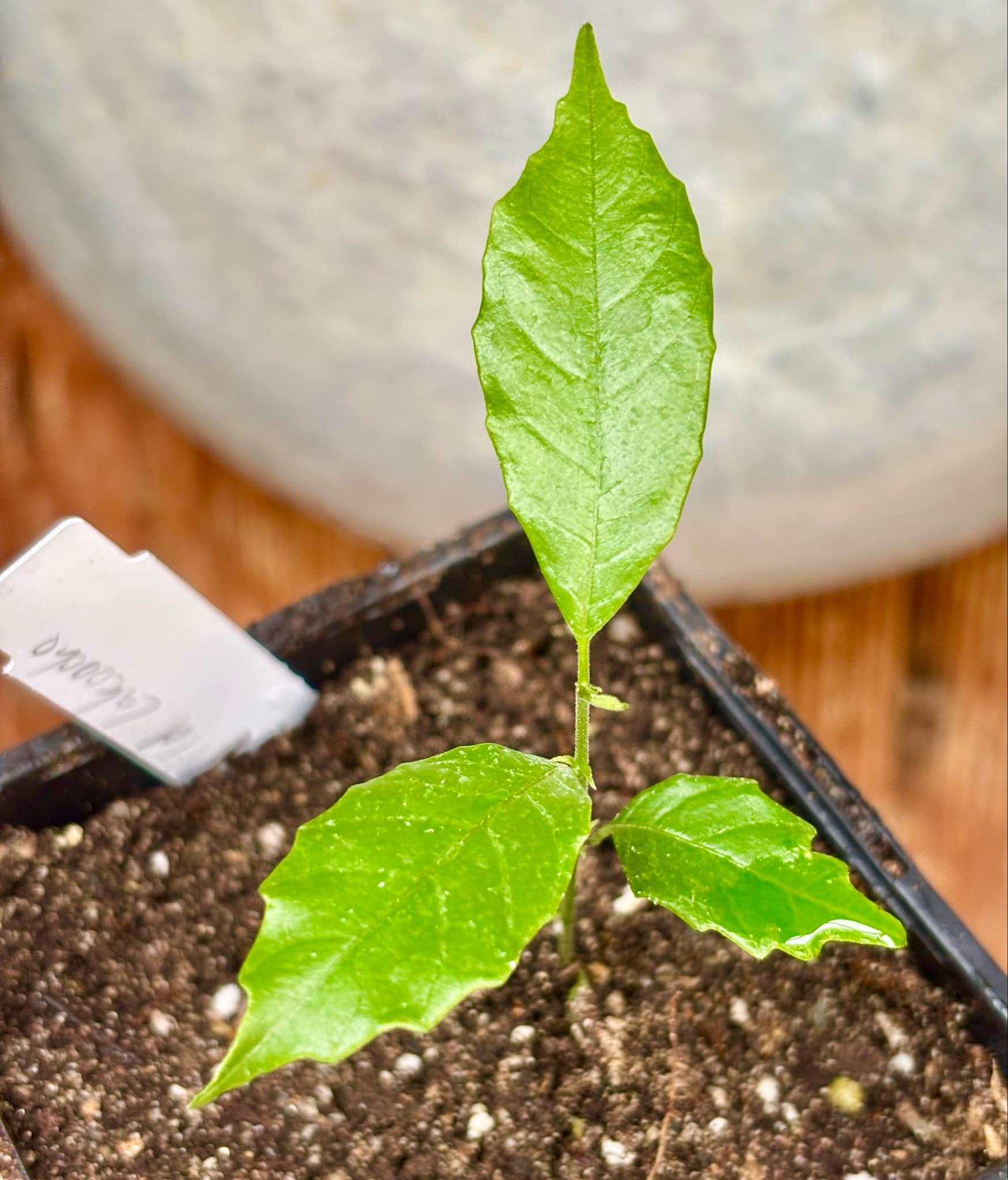 last seedling - Artocarpus aff. lacucha - Wild Lakoocha  -  1 small potted seedling / 1 kleiner, getopfter Sämling