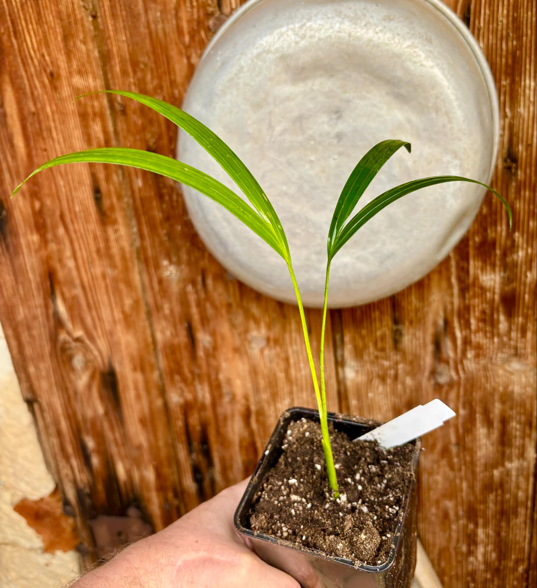 Palm Syagrus romanzoffiana -  1 potted plant / 1 getopfte Pflanze
