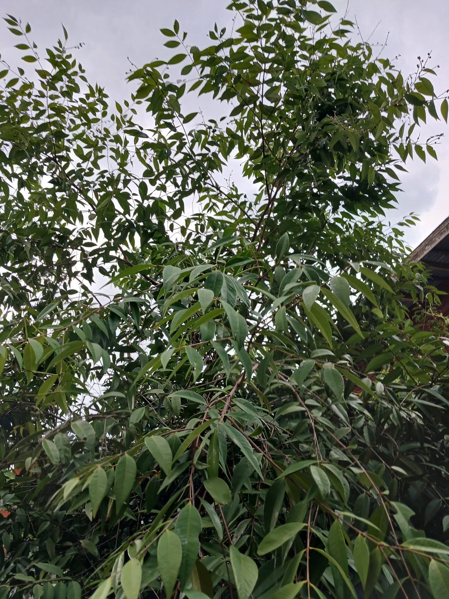 Syzygium gratum - 1 fresh seed / 1 frischer Samen
