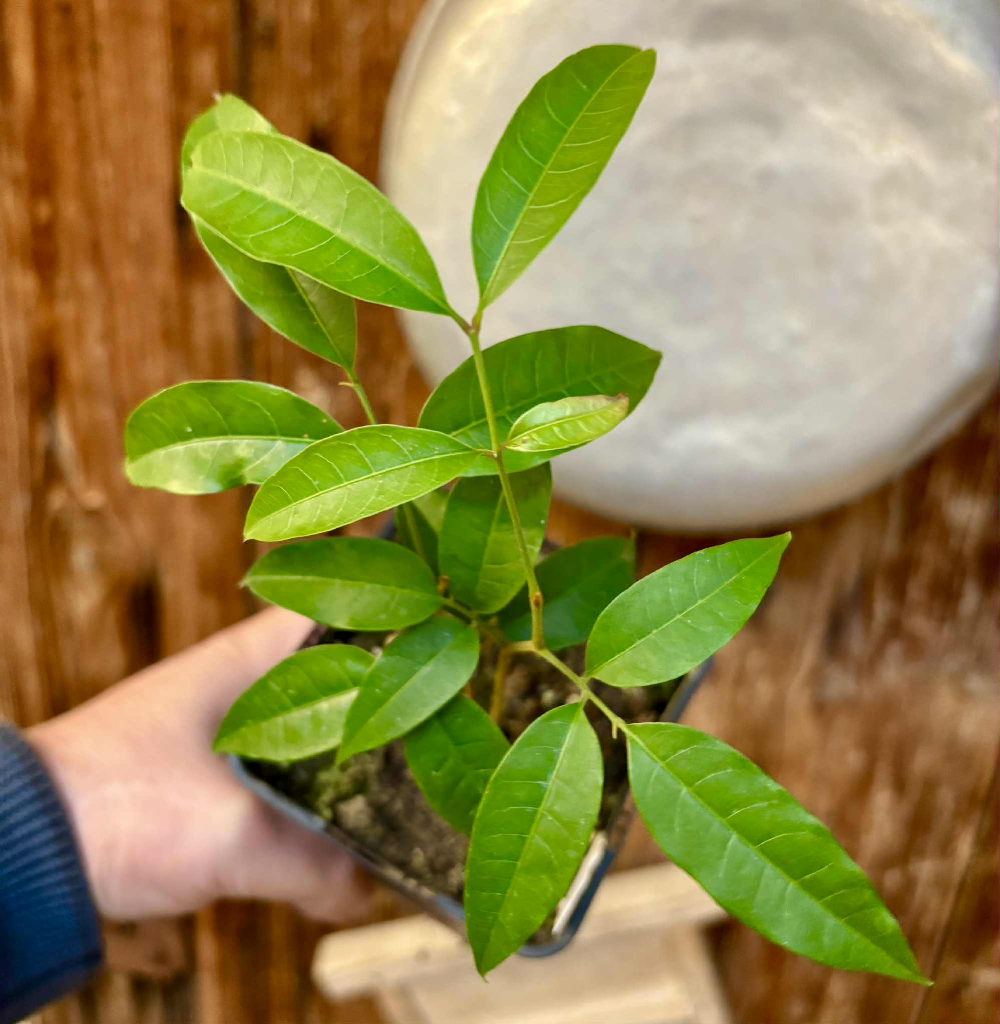 Talisia cerasina - 1 potted seedling / 1 getopfter Sämling