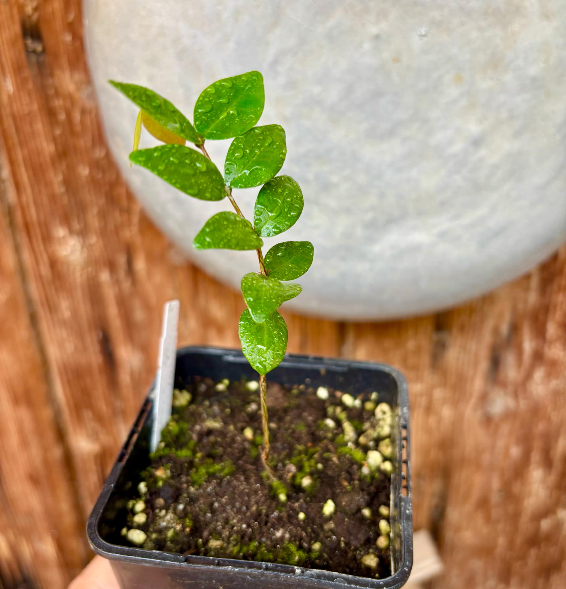 Eugenia sp Chiapas - 1 small potted seedling / 1 kleiner, getopfter Sämling