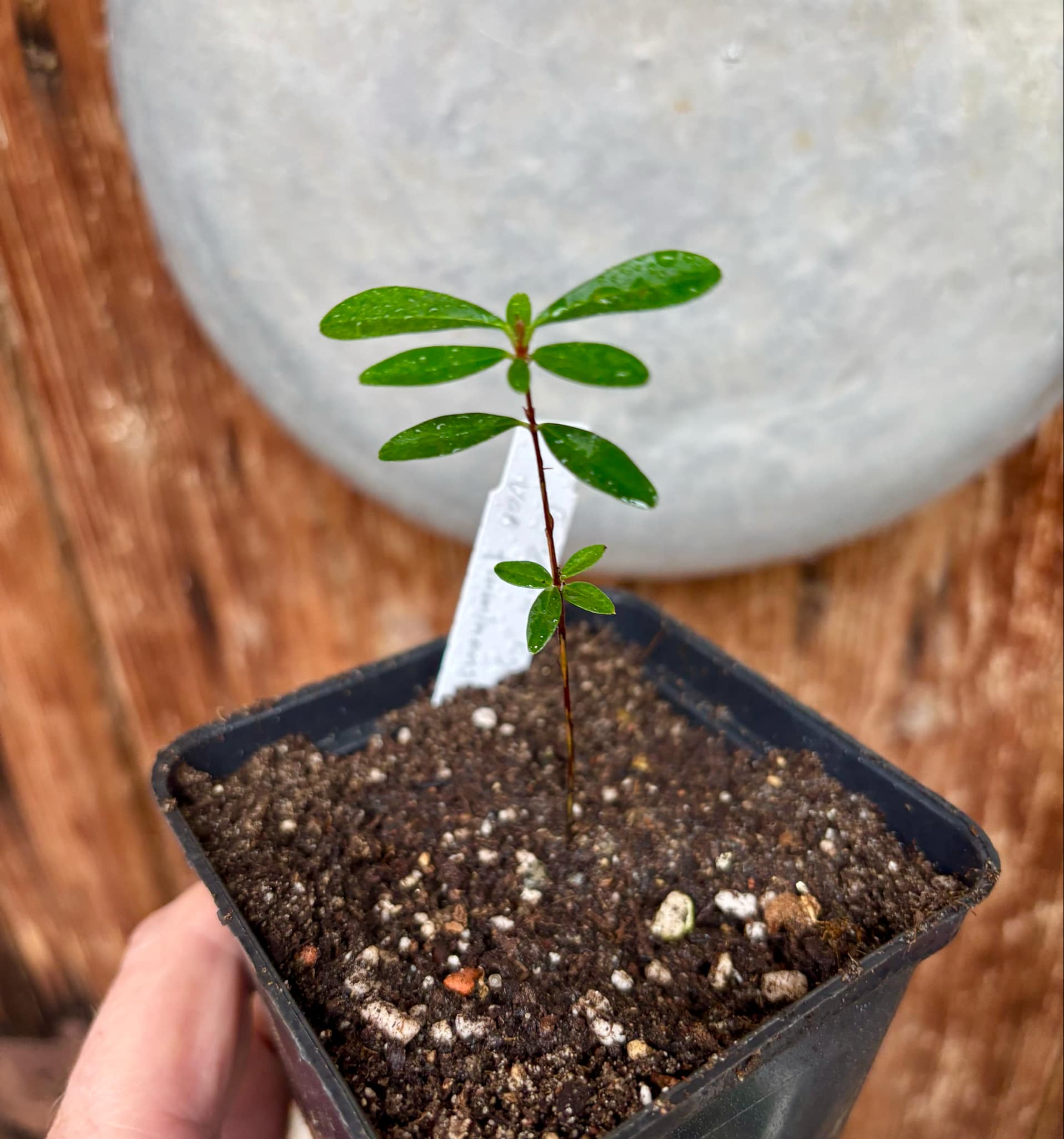 Eugenia ligustrina var. fluminensis - 1 potted seedling / 1 getopfter Sämling