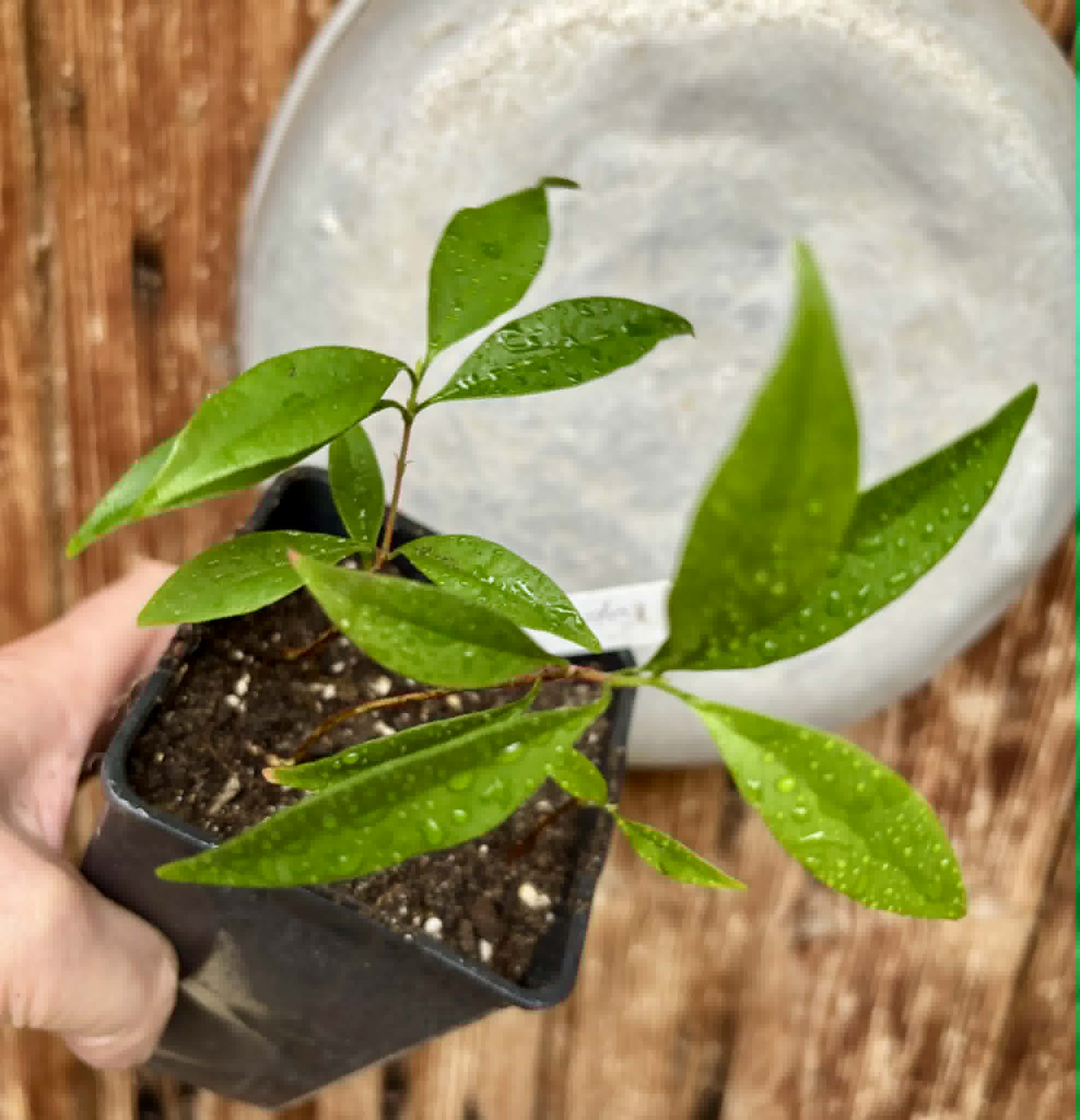 3 in 1 pot - Eugenia punicifolia - 3 seedlings in one pot / 3 Sämlinge in einem Topf