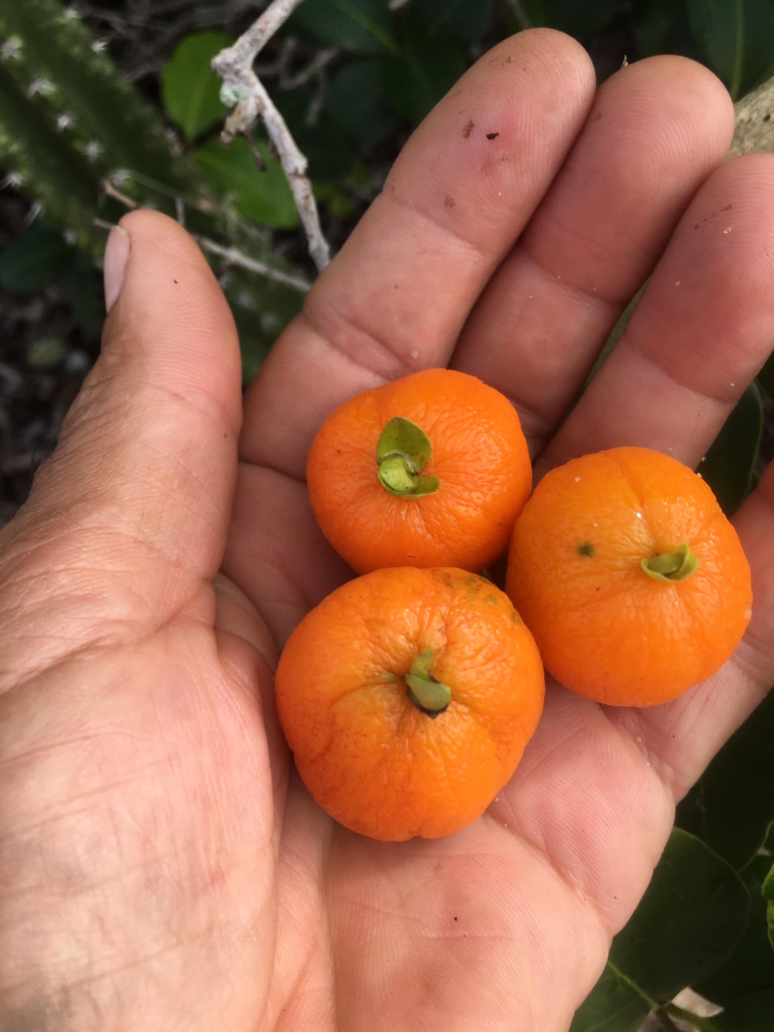 Eugenia dichroma - Pitanga Fanta - 1 potted seedling / 1 getopfter Sämling