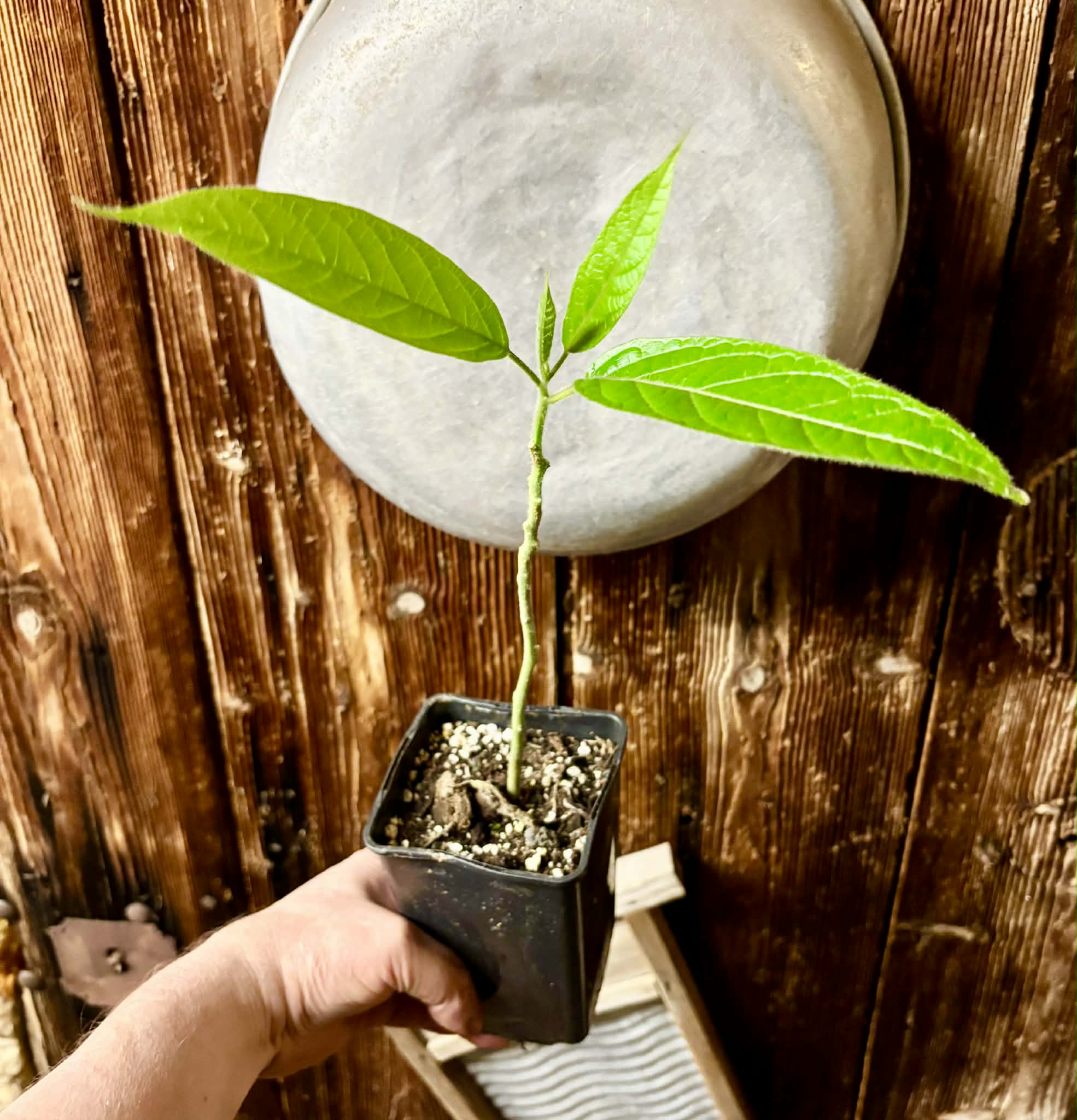 Solanum luridifuscescens - Tomatao Verde Piloso - 1 potted seedling / 1 getopfter Sämling