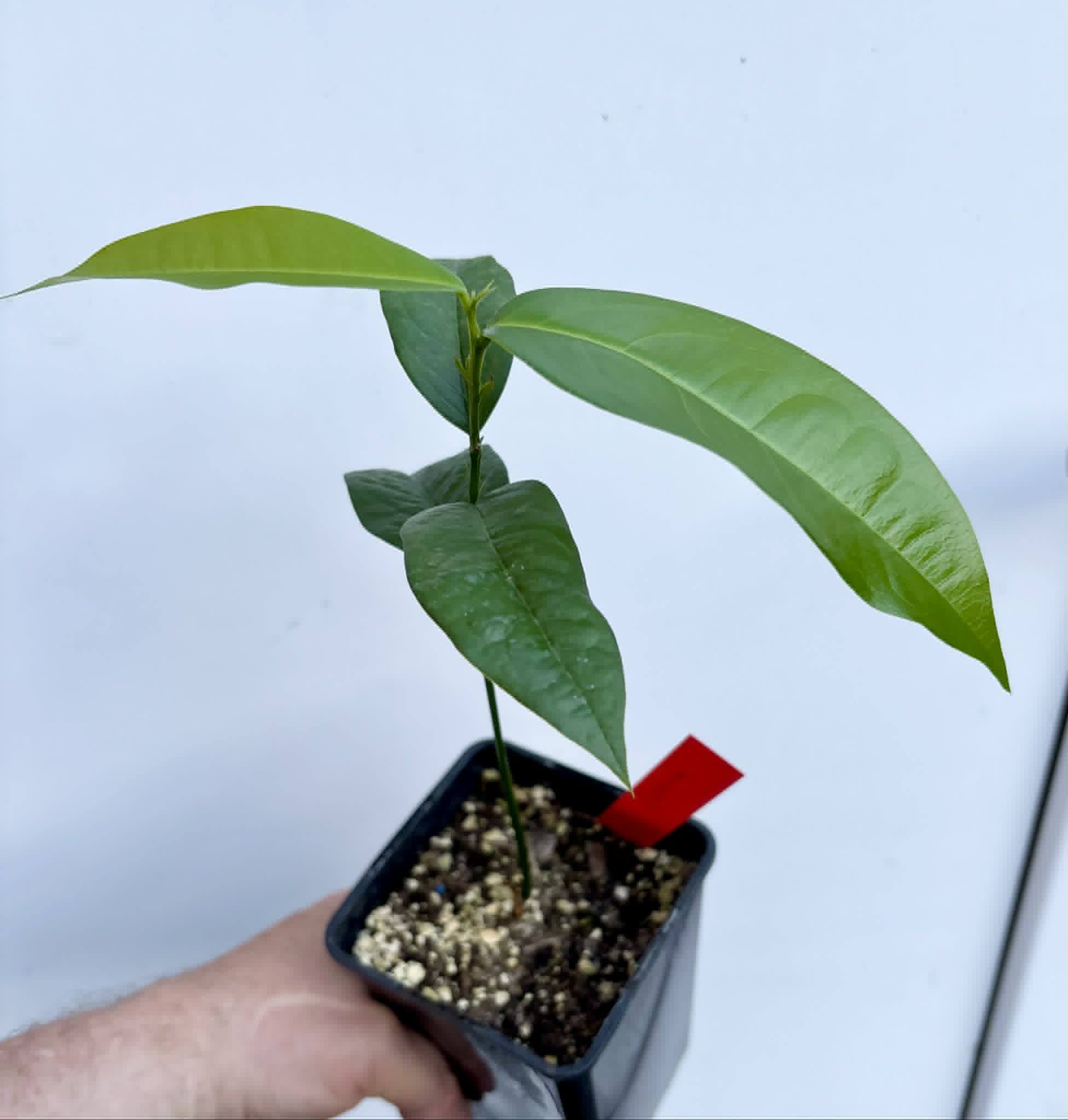 Zollernia ilicifolia - 1 potted seedling / 1 getopfter Sämling
