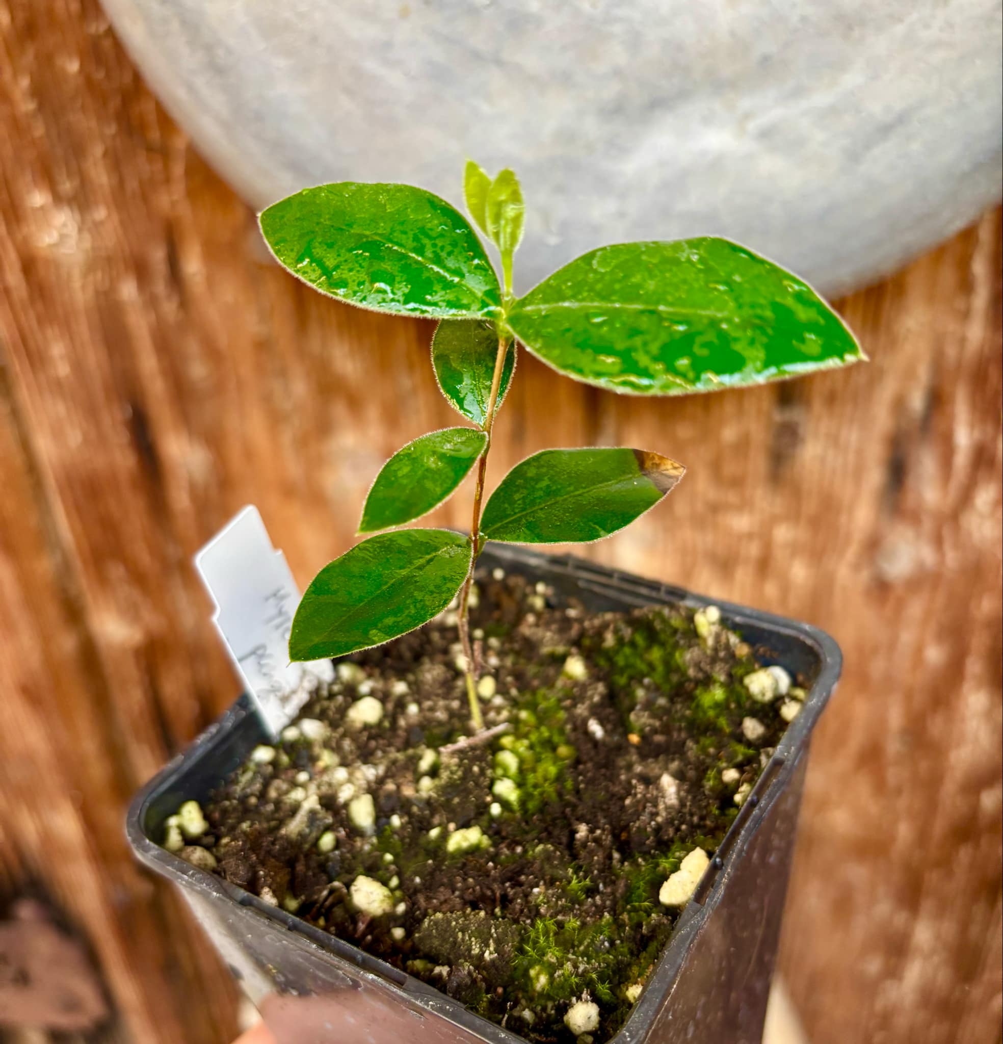 Myrcianthes pungens - Guabiju - 1 potted plant / 1 getopfte Pflanze Myrcianthes pungens - Guabiju - 1 potted plant / 1 getopfte Pflanze