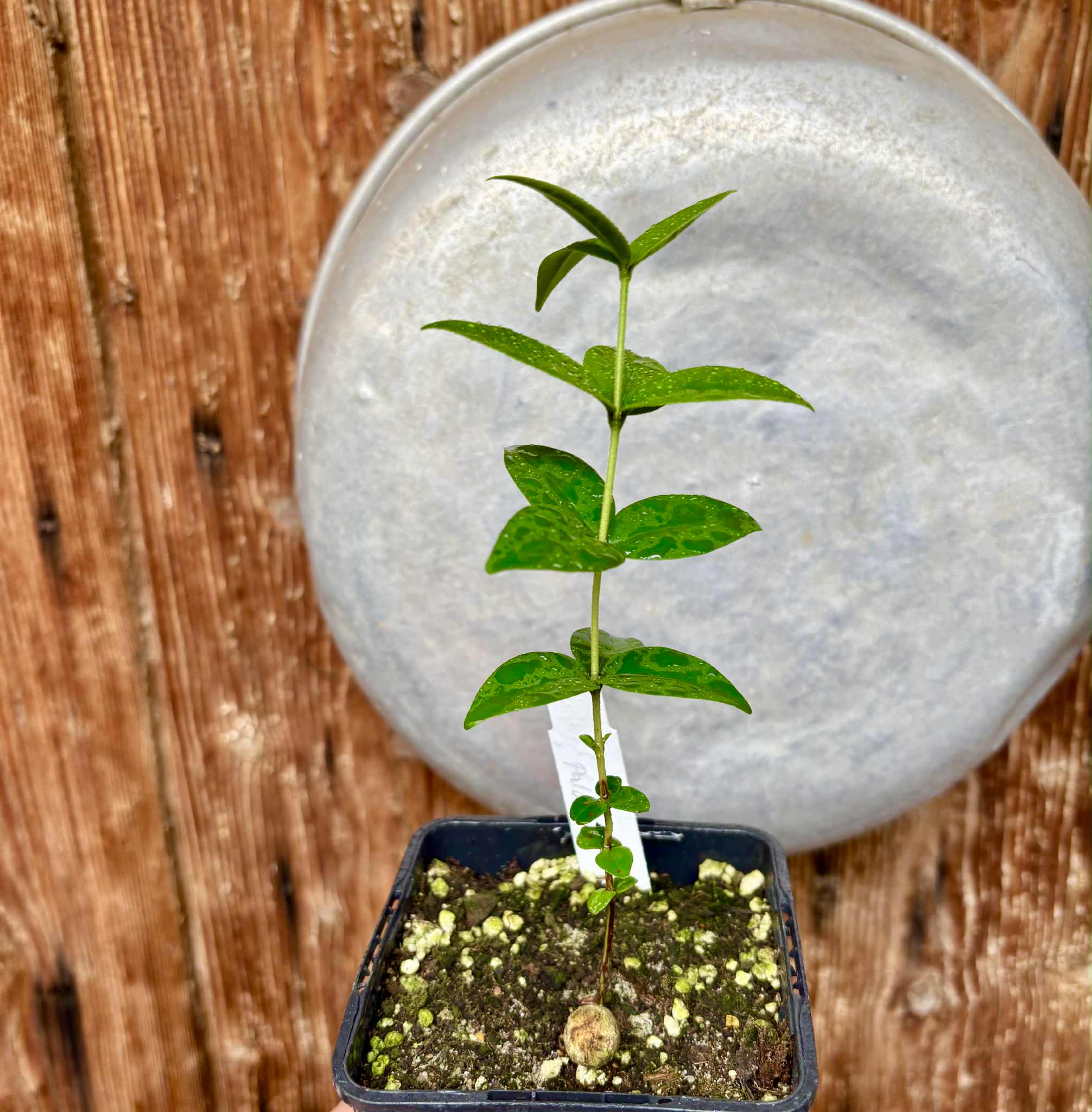 Eugenia sp Palometa - 1 potted seedling / 1 getopfter Sämling Eugenia sp Palometa - 1 potted seedling / 1 getopfter Sämling