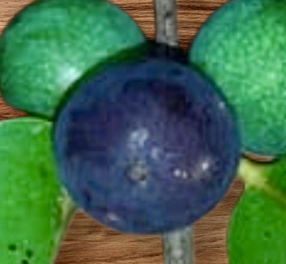 Myrciaria aff plinioides-  1 potted seedling / 1 getopfter Sämling