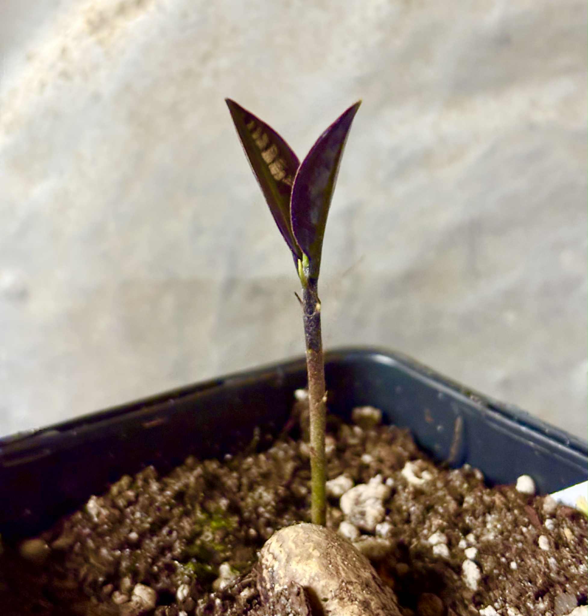 Eugenia sp Essencia negra - 1 potted seedling / 1 getopfter Sämling