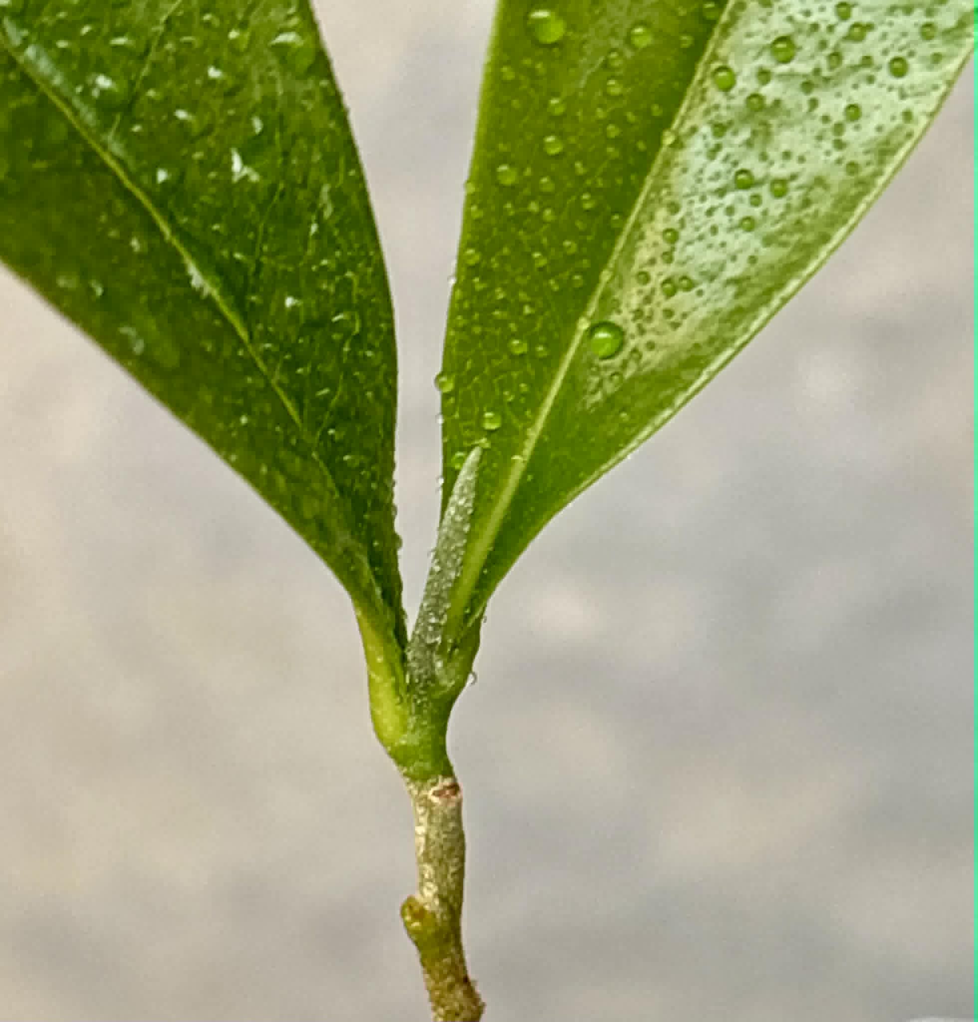 Duguetia aff. lanceolata - Pindauva Roxa -   1 potted plant / 1 getopfte Pflanze