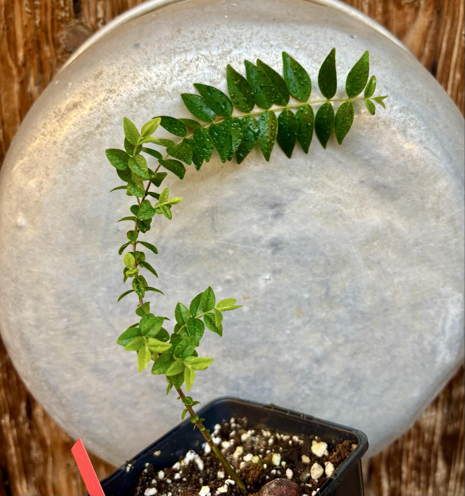 Myrciaria sp Pastora - 1 potted seedling / 1 getopfter Sämling