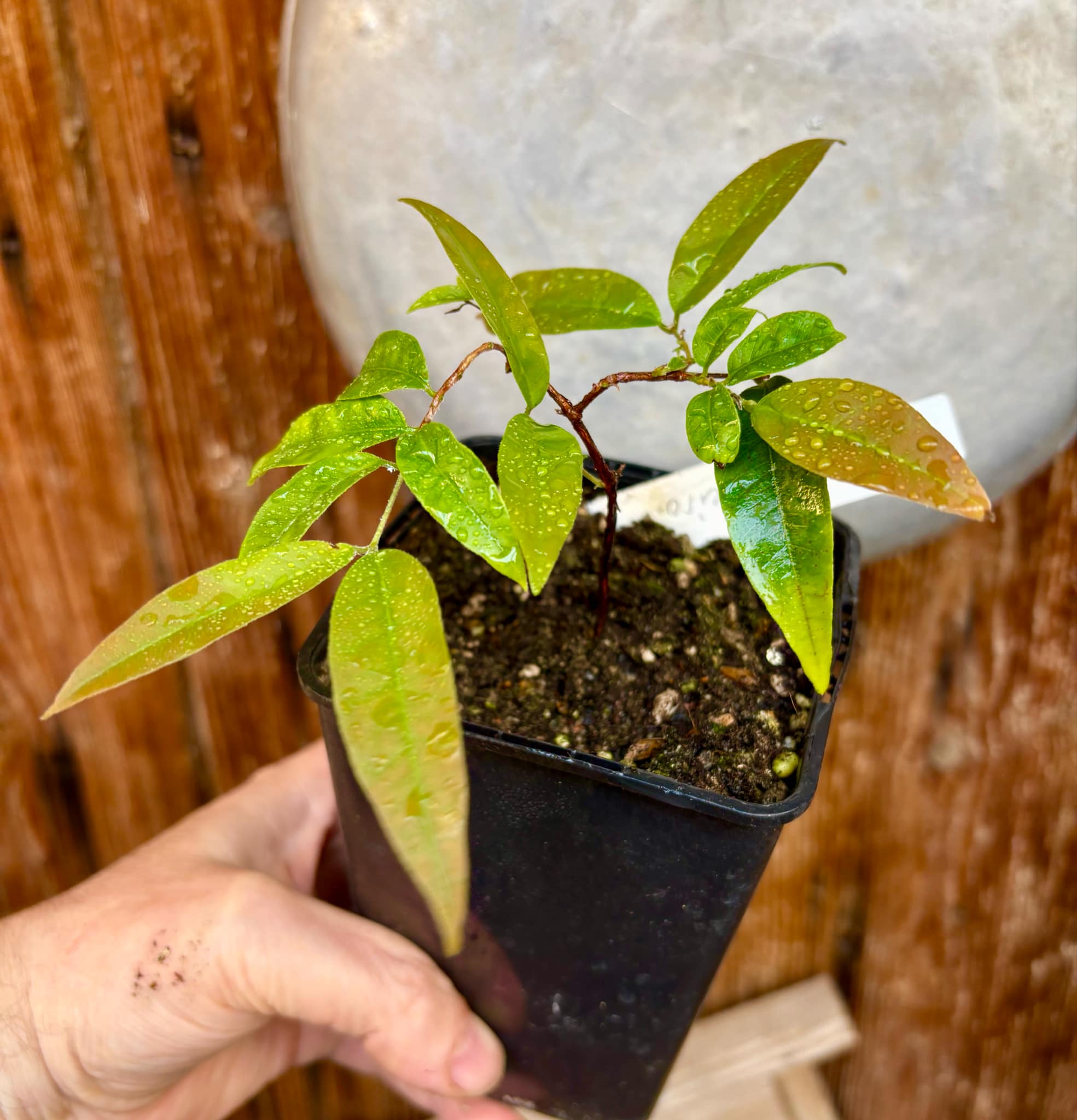 Eugenia sp La de Carneiro - 1 potted plant / 1 getopfte Pflanze