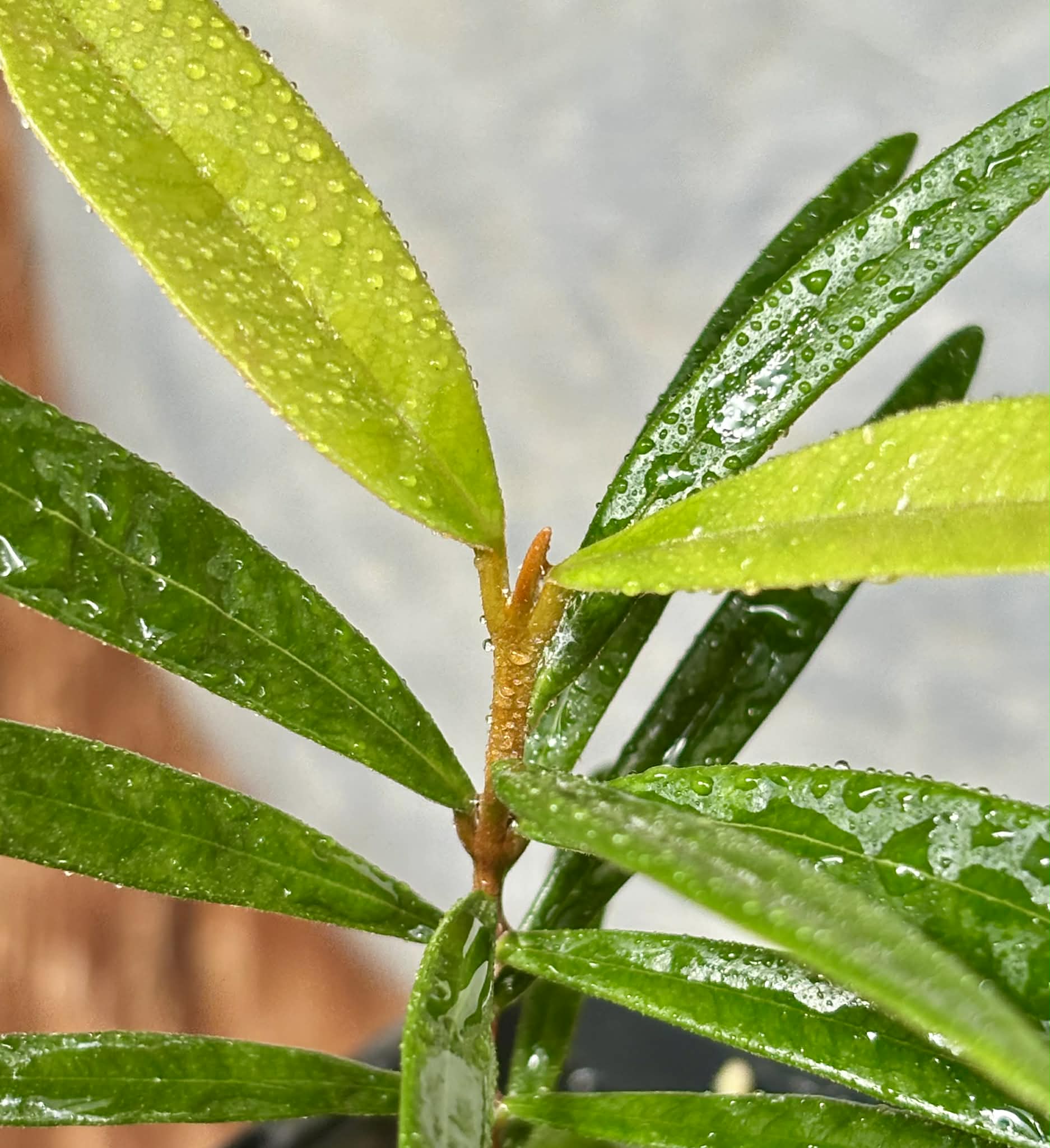 Myrcia luschnathiana -  1 potted seedling / 1 getopfter Sämling