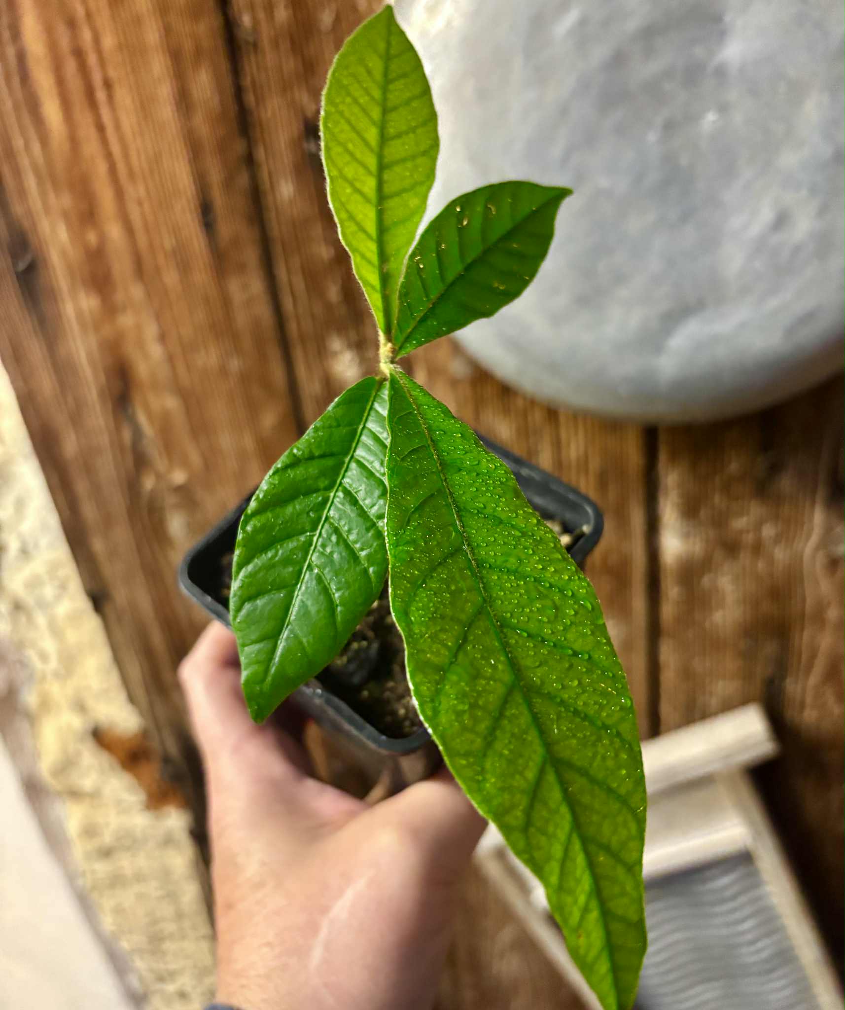Pouteria torta subsp. gallifructa - Abiu Pilosa - 1 potted plant / 1 getopfte Pflanze