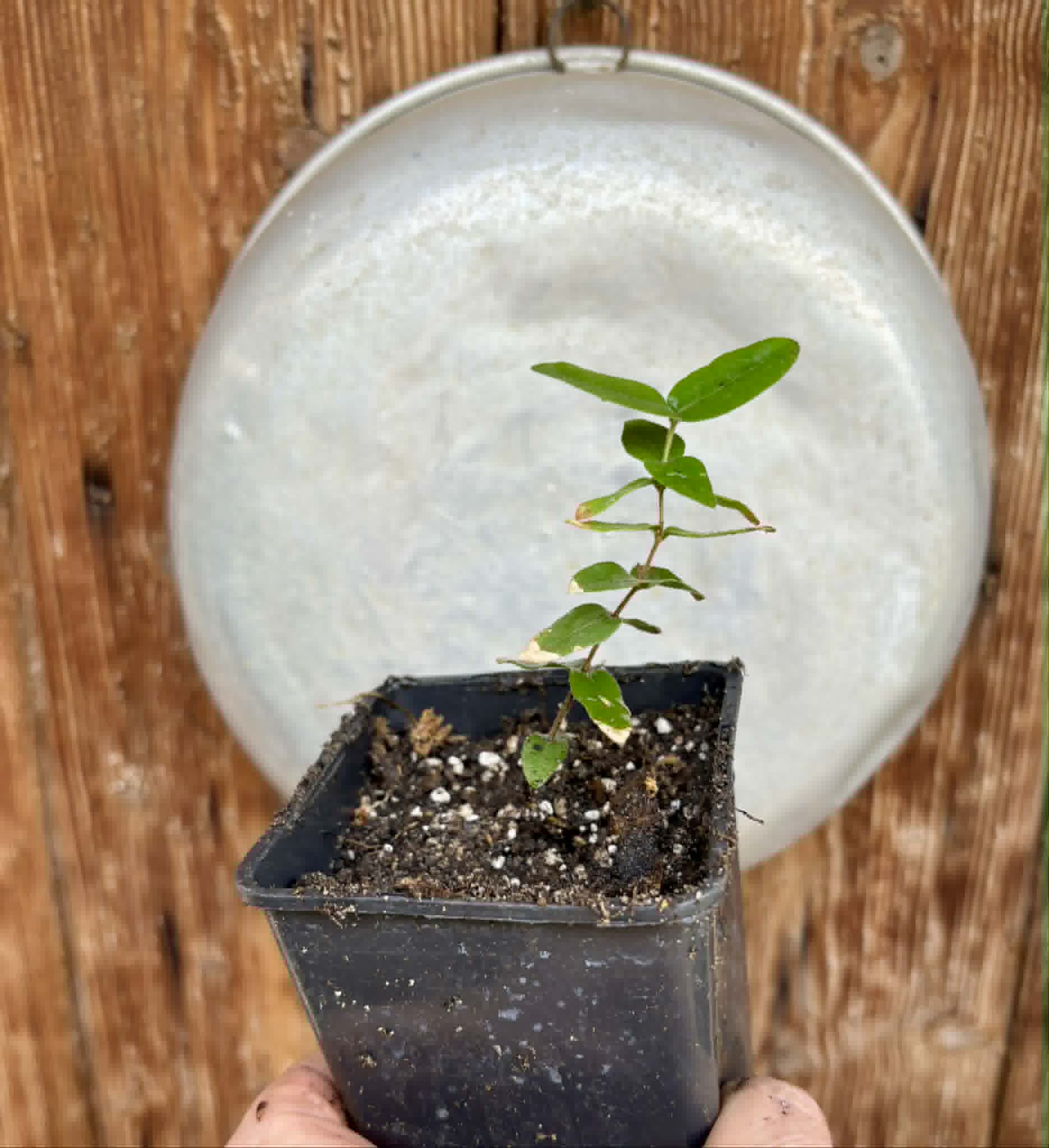 Myrciaria caerulescens (Roxa - Blue Guaquiea) - 1 potted seedling / 1 getopfter Sämling