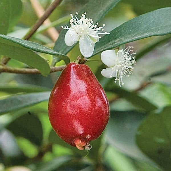 6 years old - Cedar Bay Cherry (Eugenia reinwardtiana) - 1 potted plant / 1 getopfte Pflanze