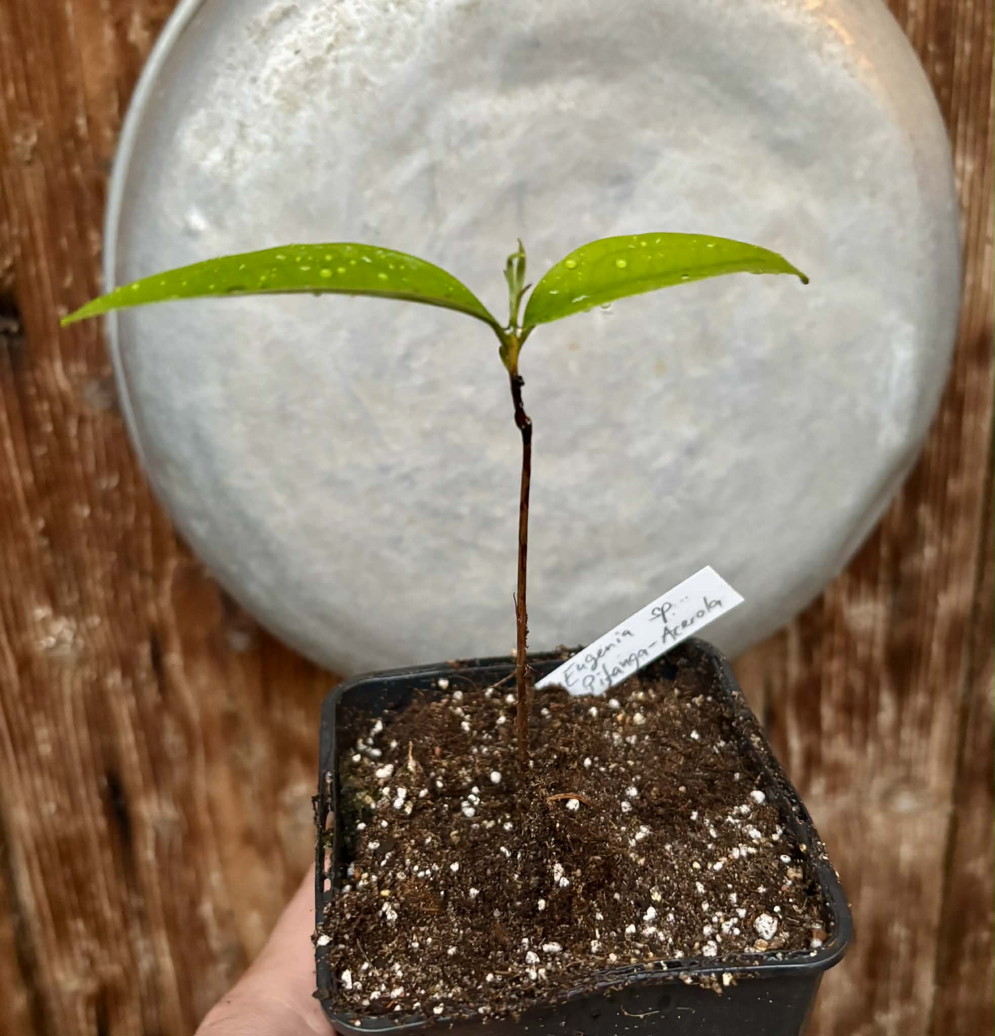 Eugenia sp Pitanga-Acerola - 1 potted seedling / 1 getopfter Sämling
