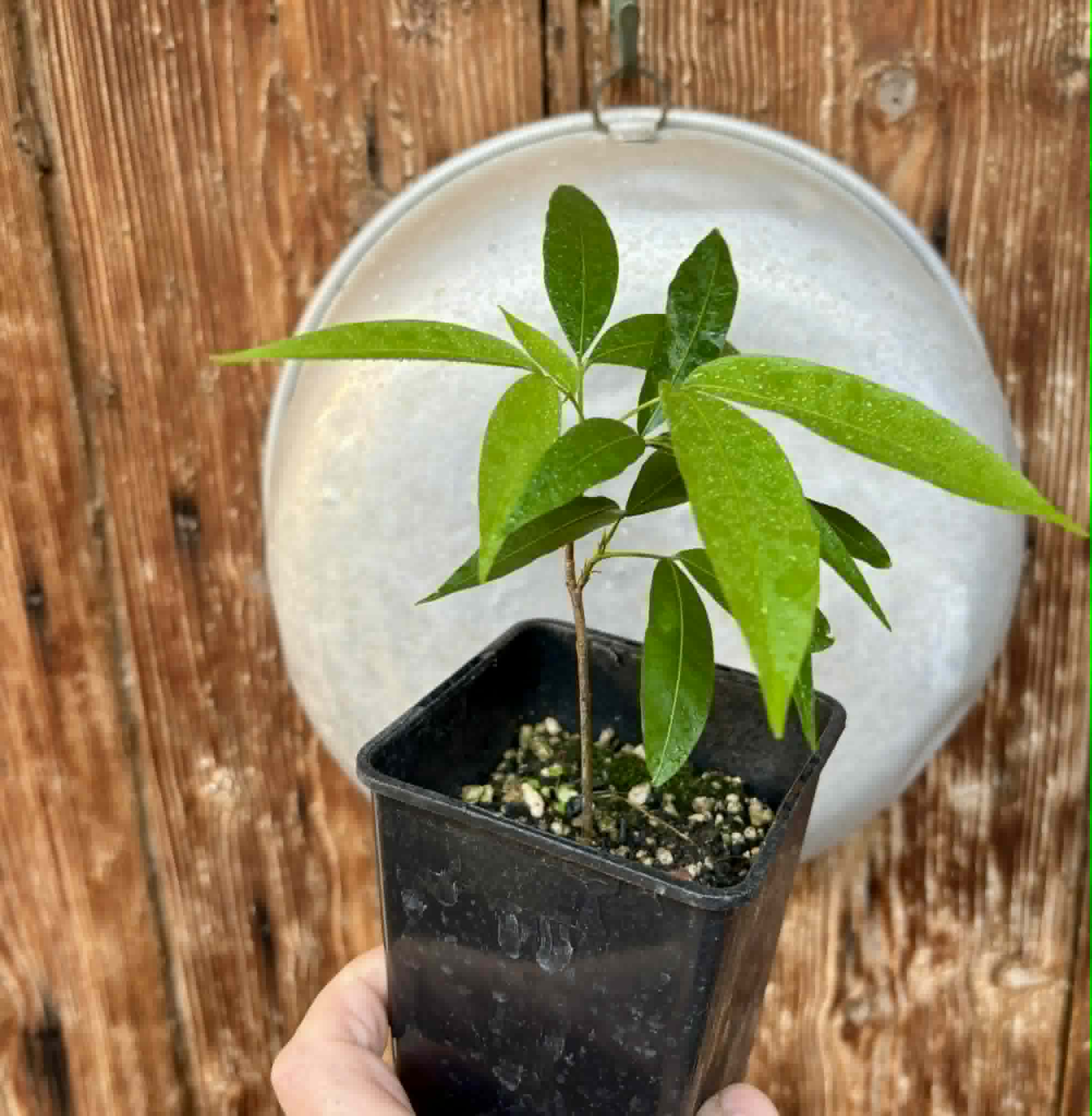 Talisia esculenta - Pitomba do Nordeste - 1 potted seedling / 1 getopfter Sämling