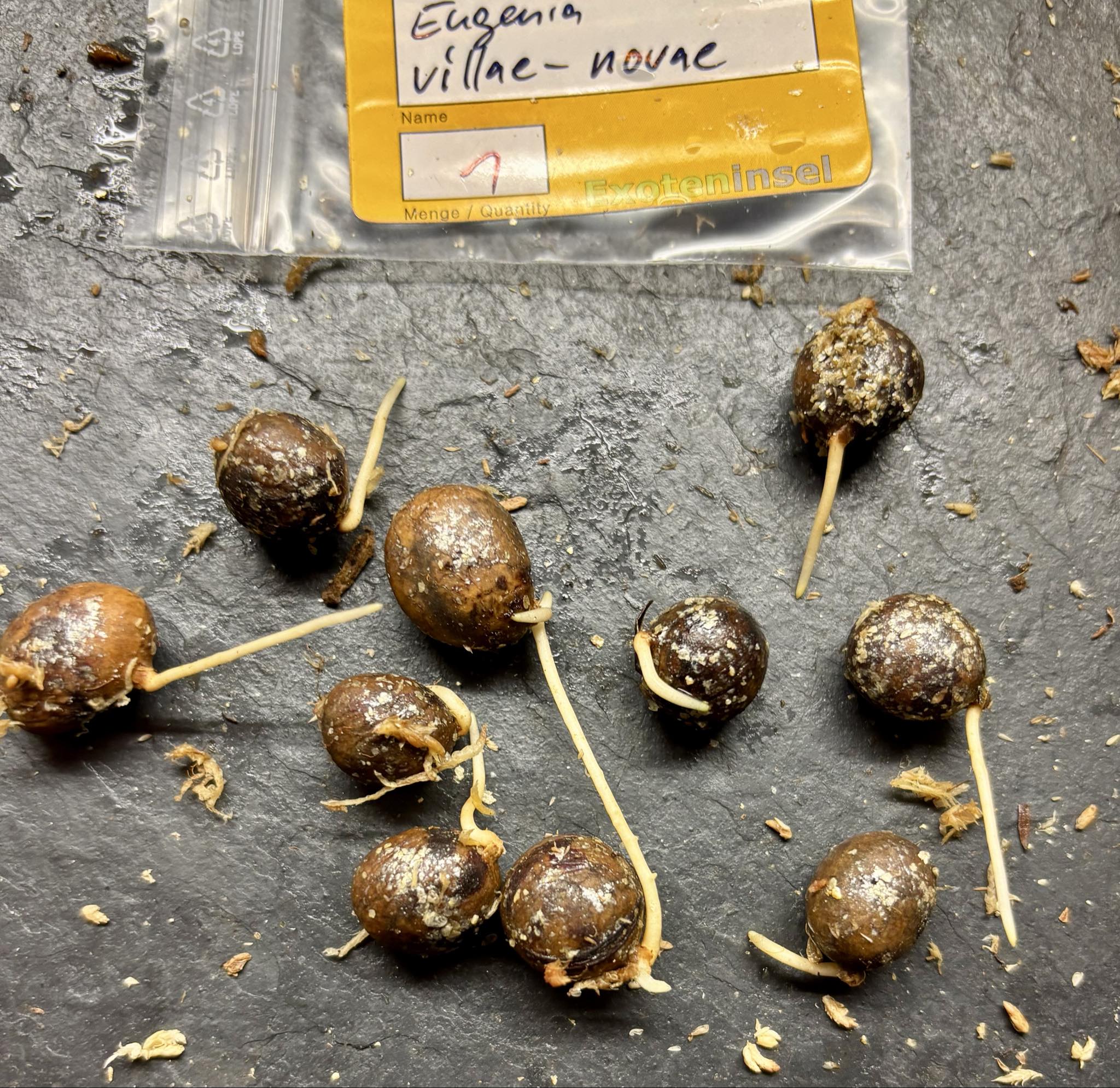 Eugenia villae-novae - 1 germinated seed / 1 gekeimter Samen Eugenia villae-novae - 1 germinated seed / 1 gekeimter Samen