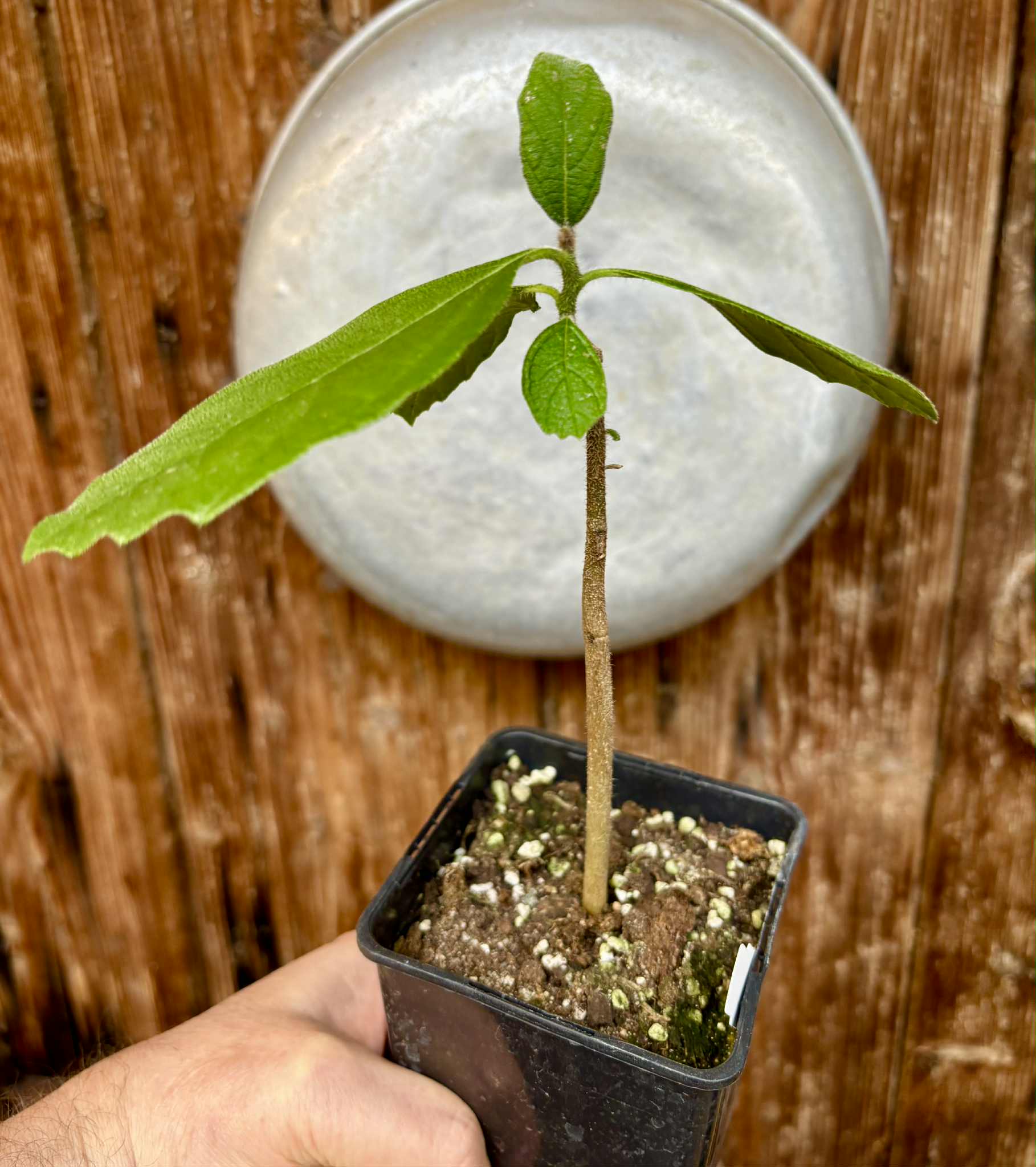 Zirikote (Cordia dodecandra) - 1 potted seedling / 1 getopfter Sämling