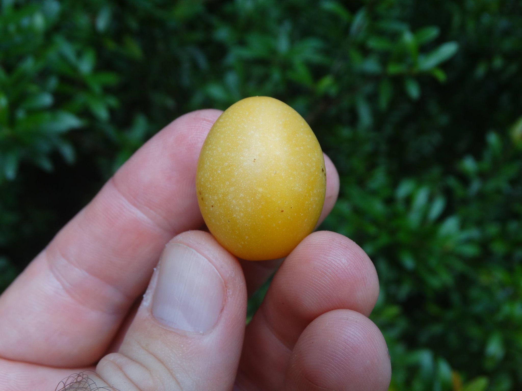 Solanum pelagicum - 1 fresh seed / 1 frischer Samen