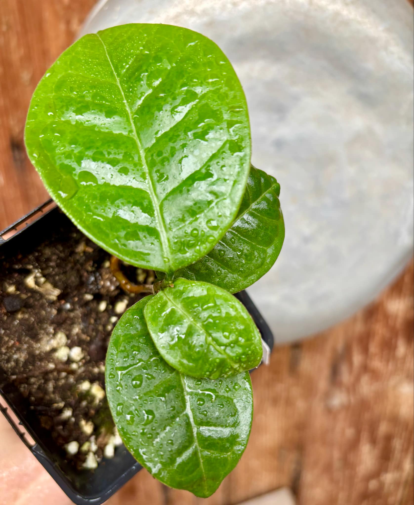 Eugenia sp Cheirosa Fruto Passado - 1 small potted seedling / 1 kleiner, getopfter Sämling