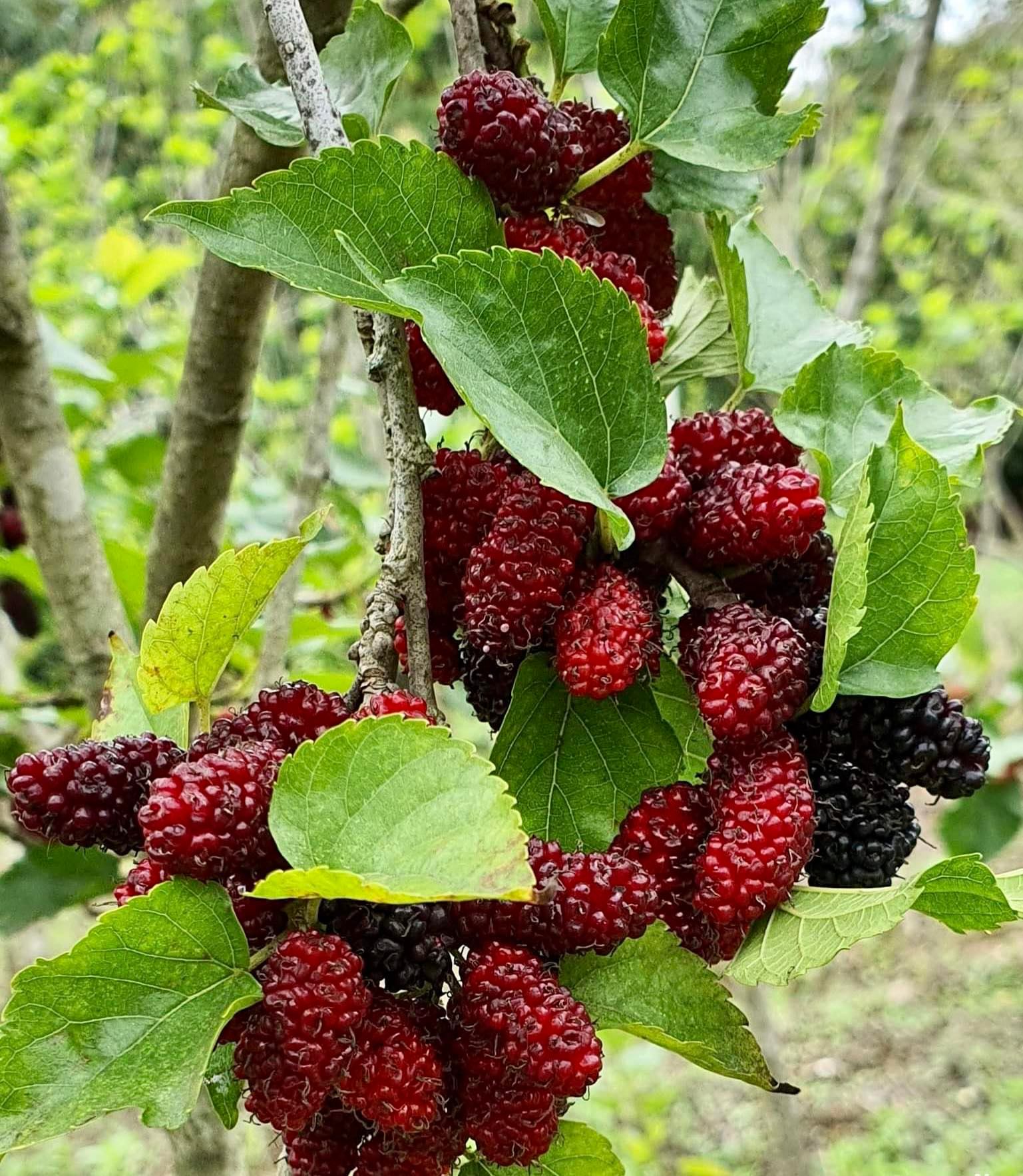 Mulberry Chiang Mai 60 - rotted cutting - 1 potted plant / 1 getopfte Pflanze Mulberry Chiang Mai 60 - rotted cutting - 1 potted plant / 1 getopfte Pflanze