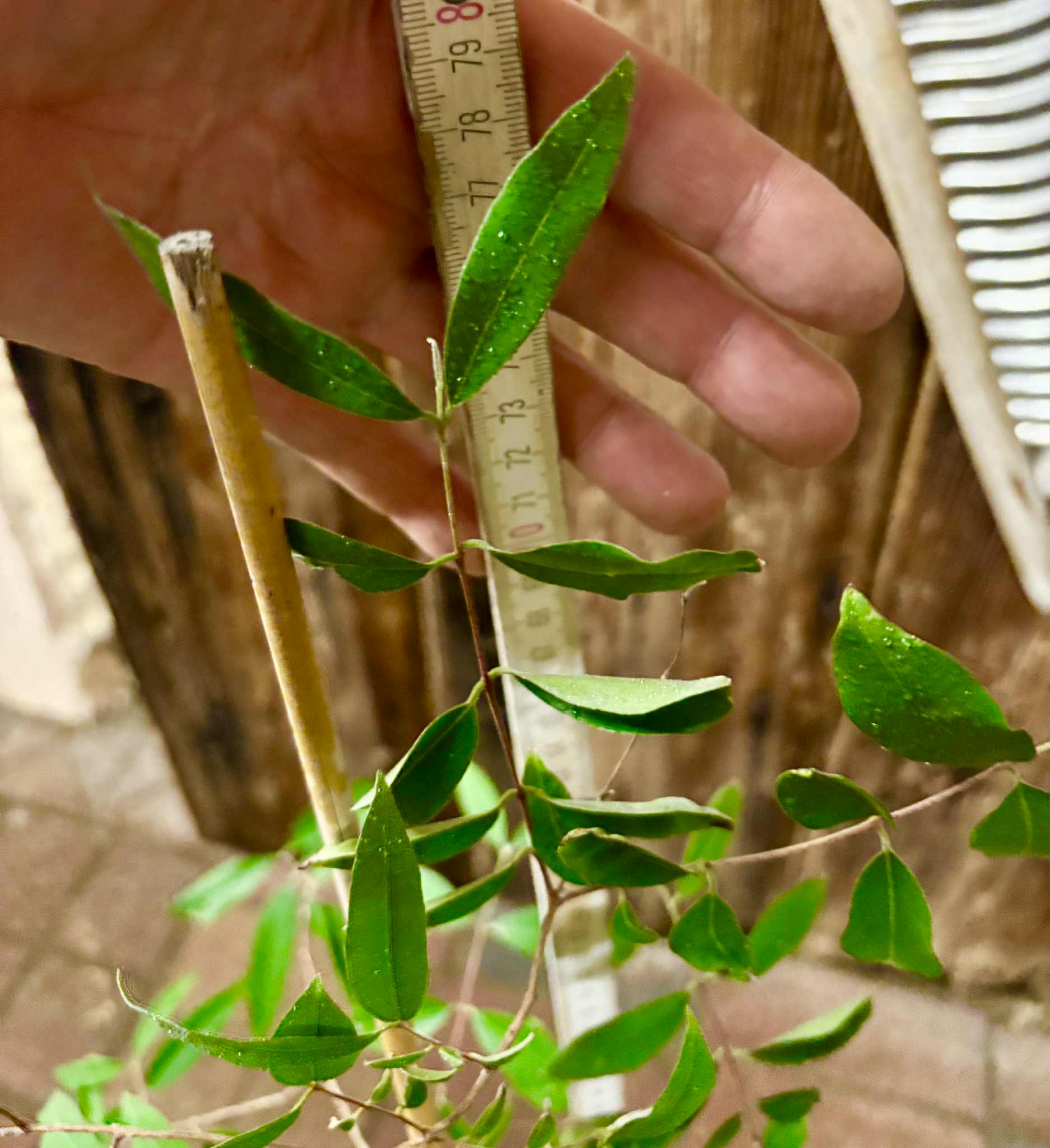 4 years old - Uvaia do Visconde (Eugenia beaurepairiana) - 1 potted plant / 1 getopfte Pflanze