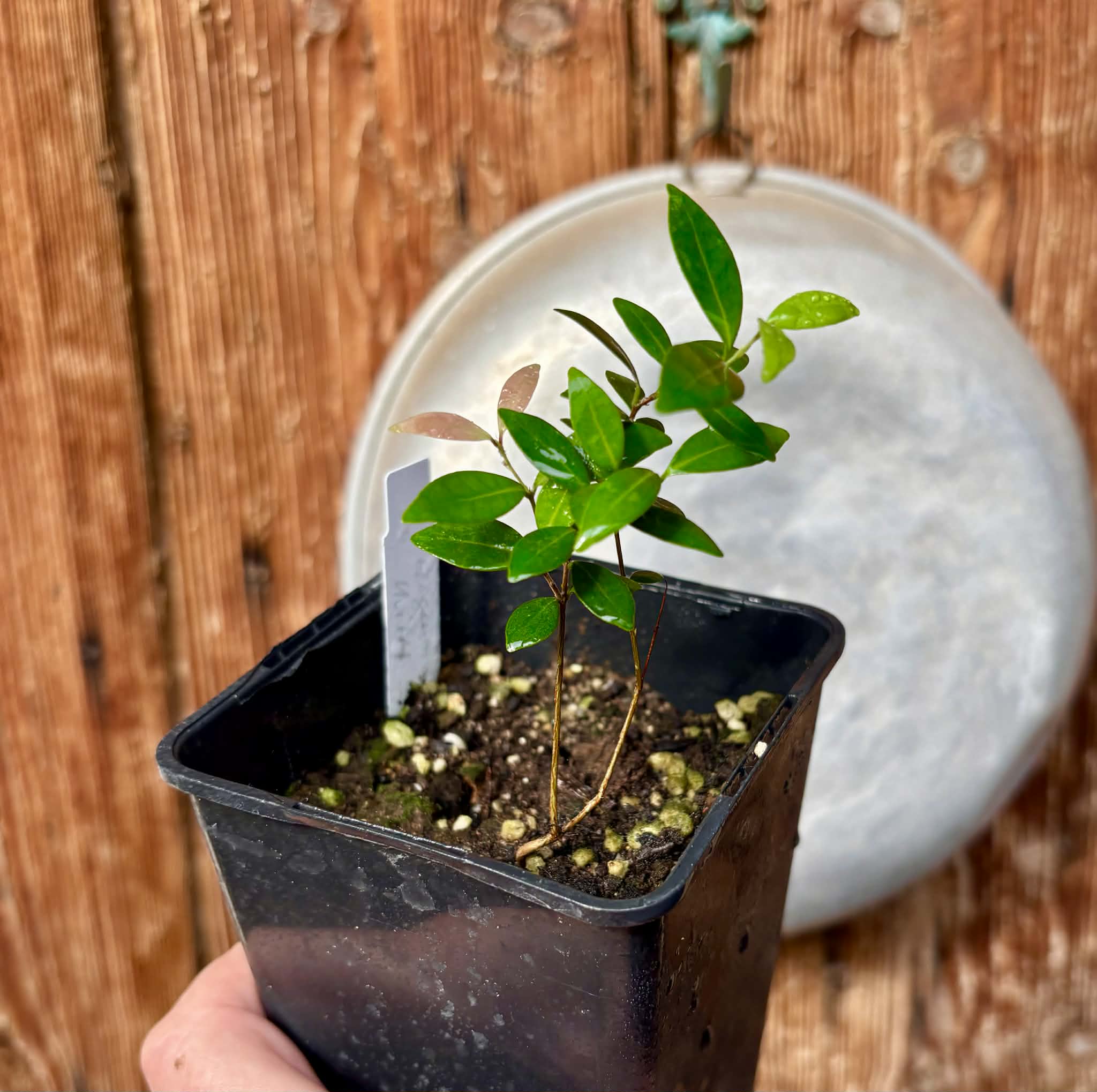 Eugenia sp Uvitas -  1 potted seedling / 1 getopfter Sämling