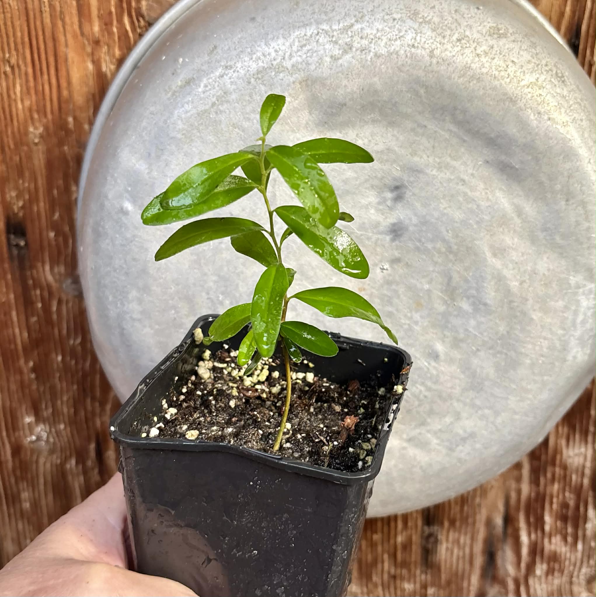 Kei Apple (Dovyalis caffra) - 1 potted plant / 1 getopfte Pflanze