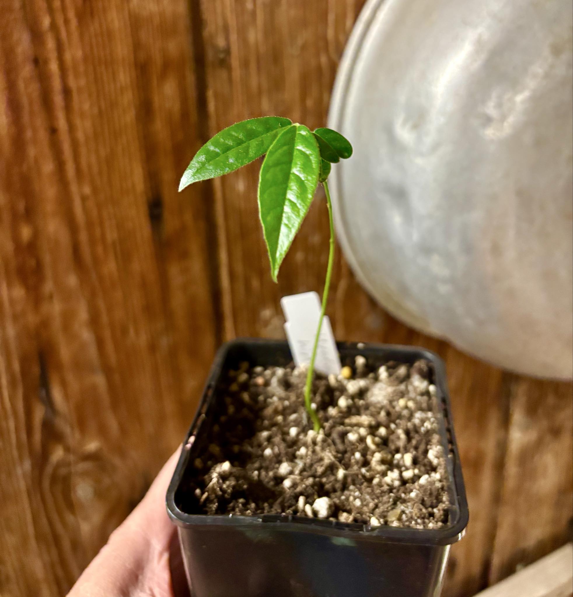 Uvaria hirsuta -  1 potted plant / 1 getopfte Pflanze