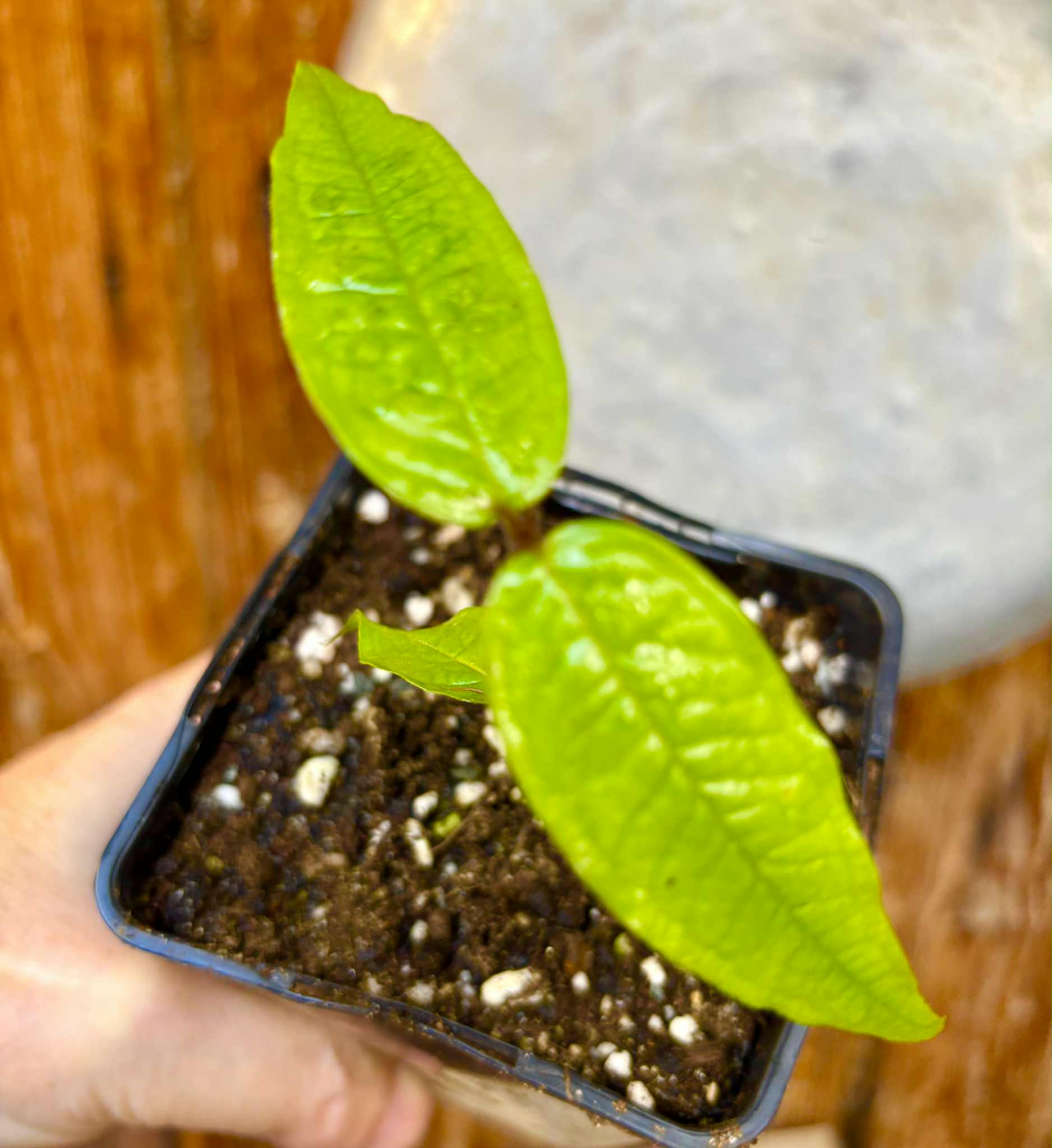 Plinia aureana "Branca Costada"  - 1 rooted, potted cutting / 1 bewurzelter, getopfter Steckling