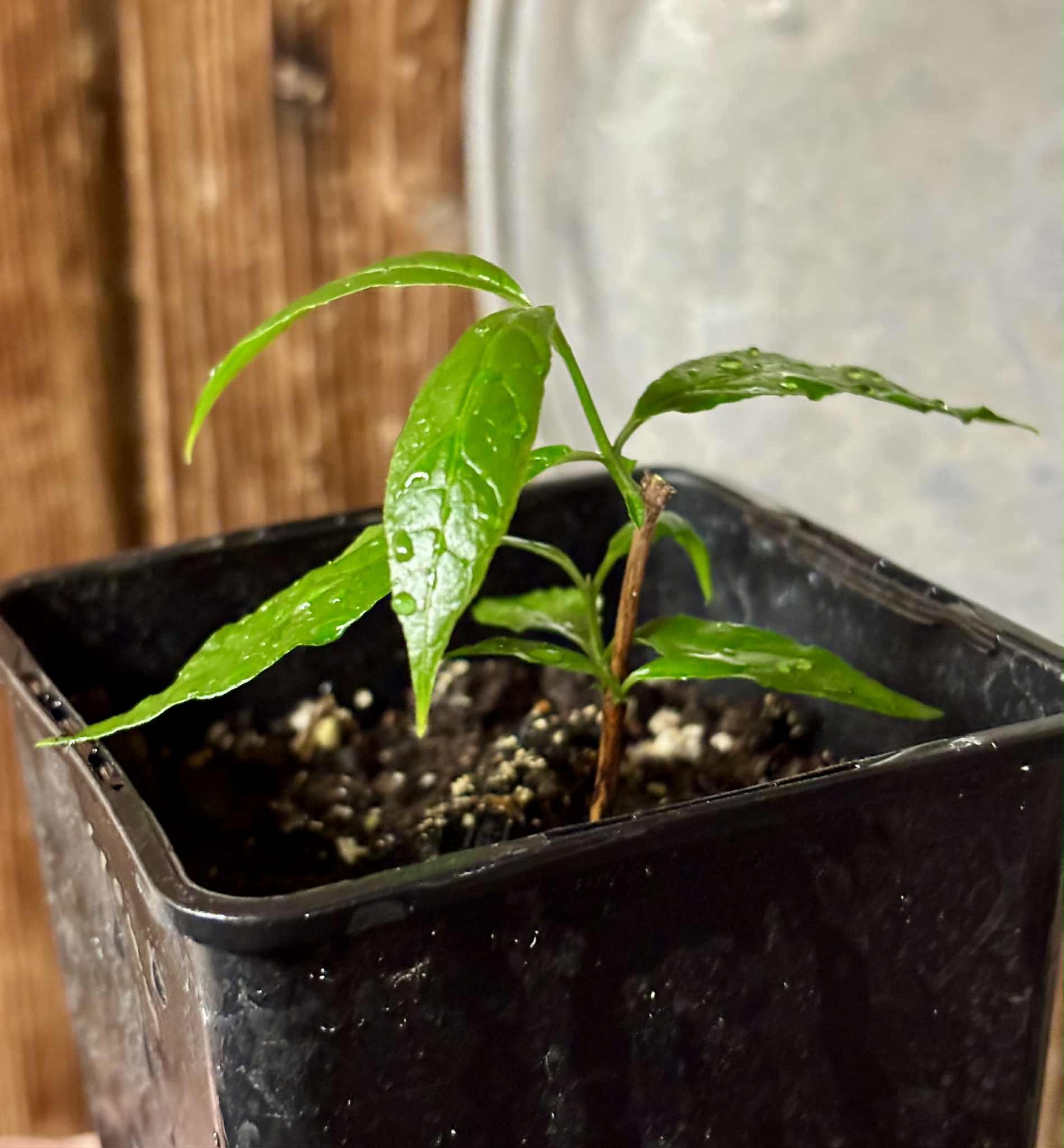 Campomanesia ilhoensis - Guabiroba do Nordeste 1 potted plant / 1 getopfte Pflanze