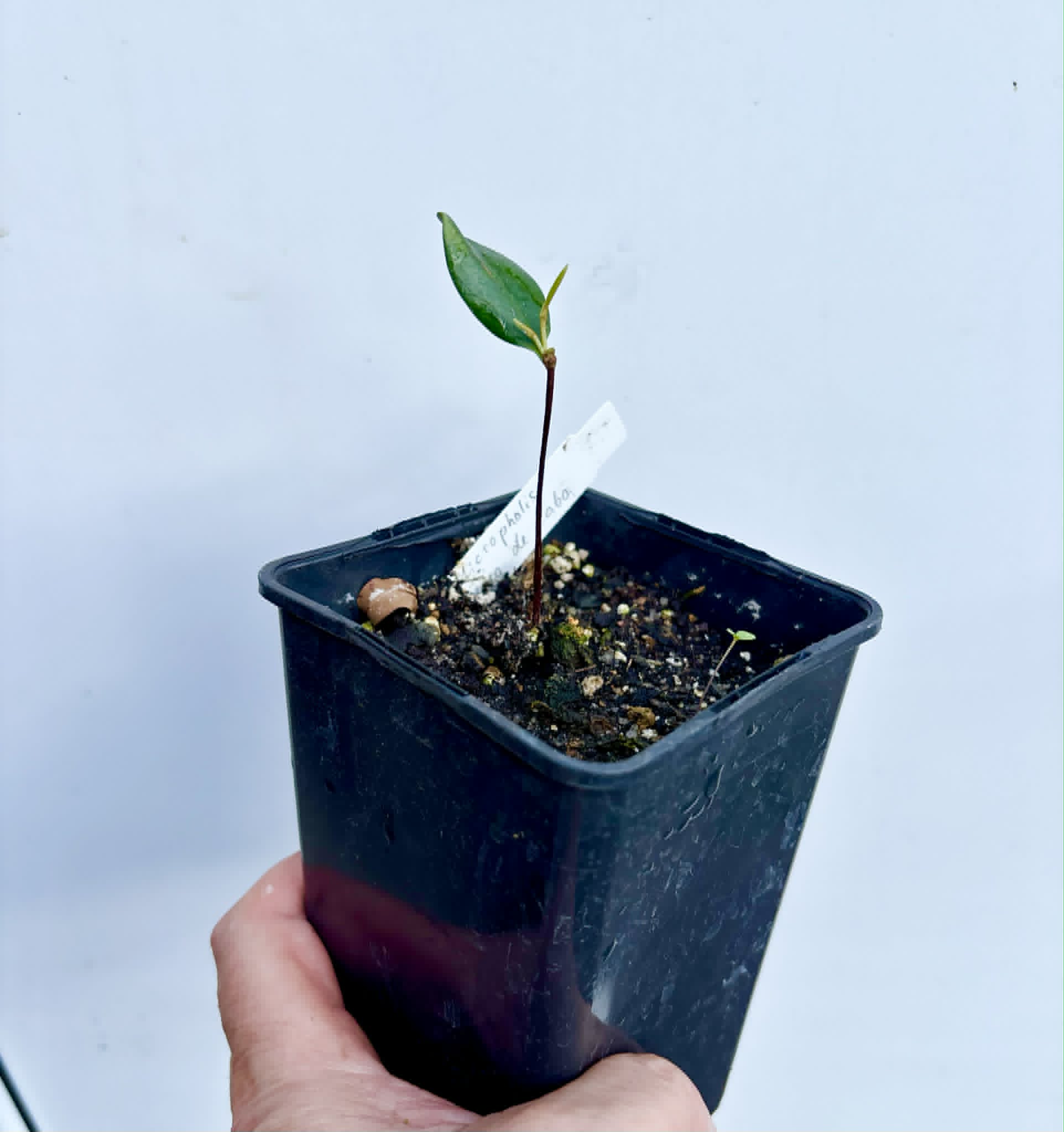 Micropholis sp Negro de Cabo  -  1 potted seedling / 1 getopfter Sämling