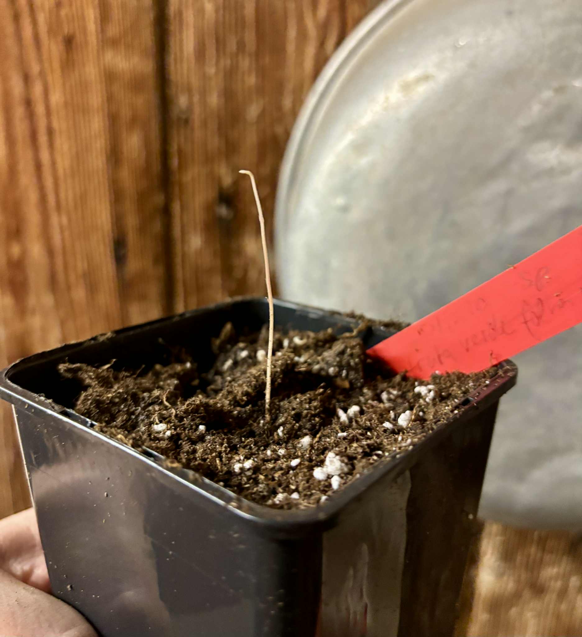 Plinia sp. fruta verde - folha miúda - 1 potted seedling / 1 getopfter Sämling