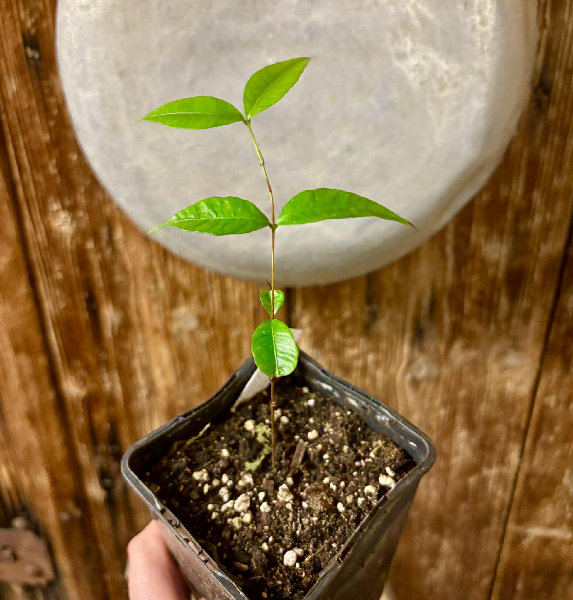 Neomitranthes sp Vinaceo - 1 potted seedling / 1 getopfter Sämling