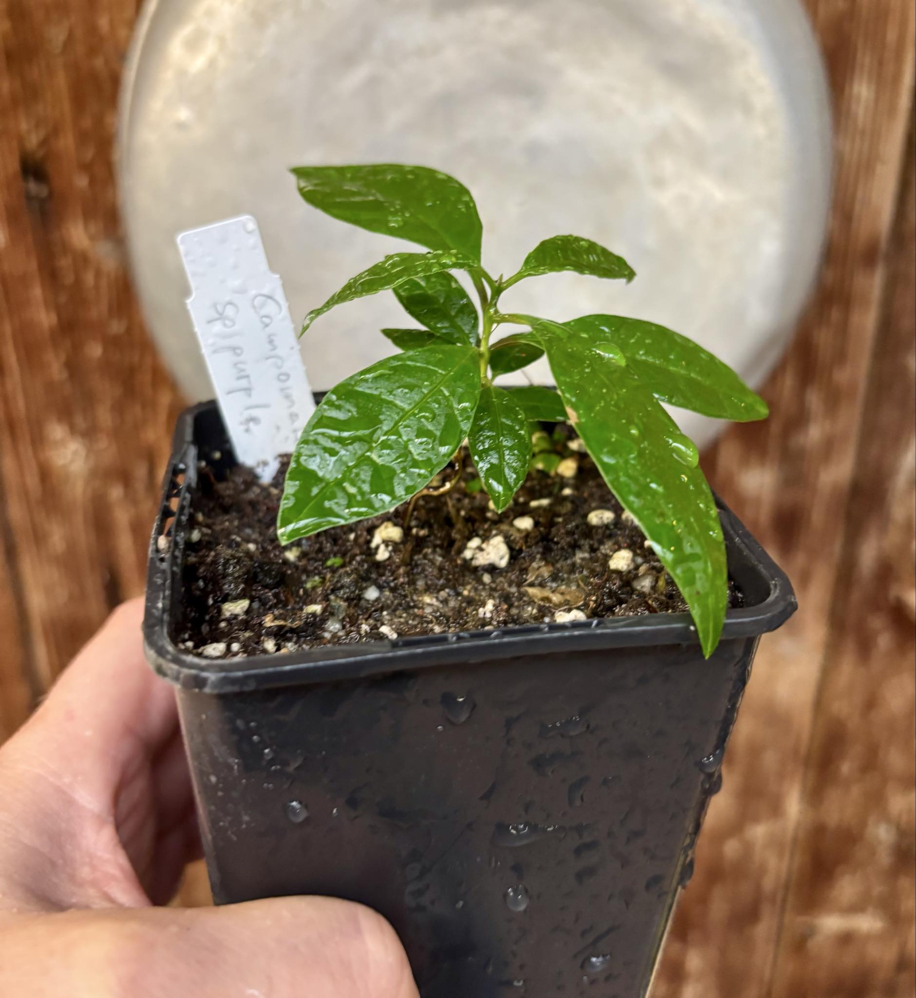 Campomanesia sp purple -  1 small potted seedling / 1 kleiner, getopfter Sämling Campomanesia sp purple -  1 small potted seedling / 1 kleiner, getopfter Sämling