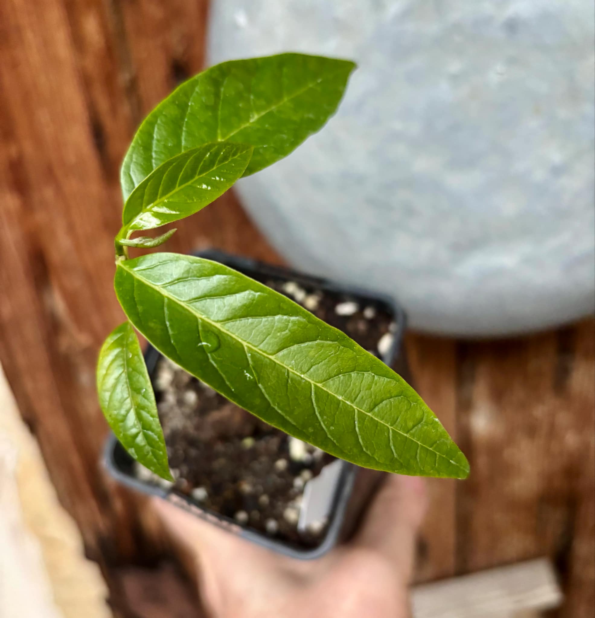 Annona squamosa - 1 potted seedling / 1 getopfter Sämling