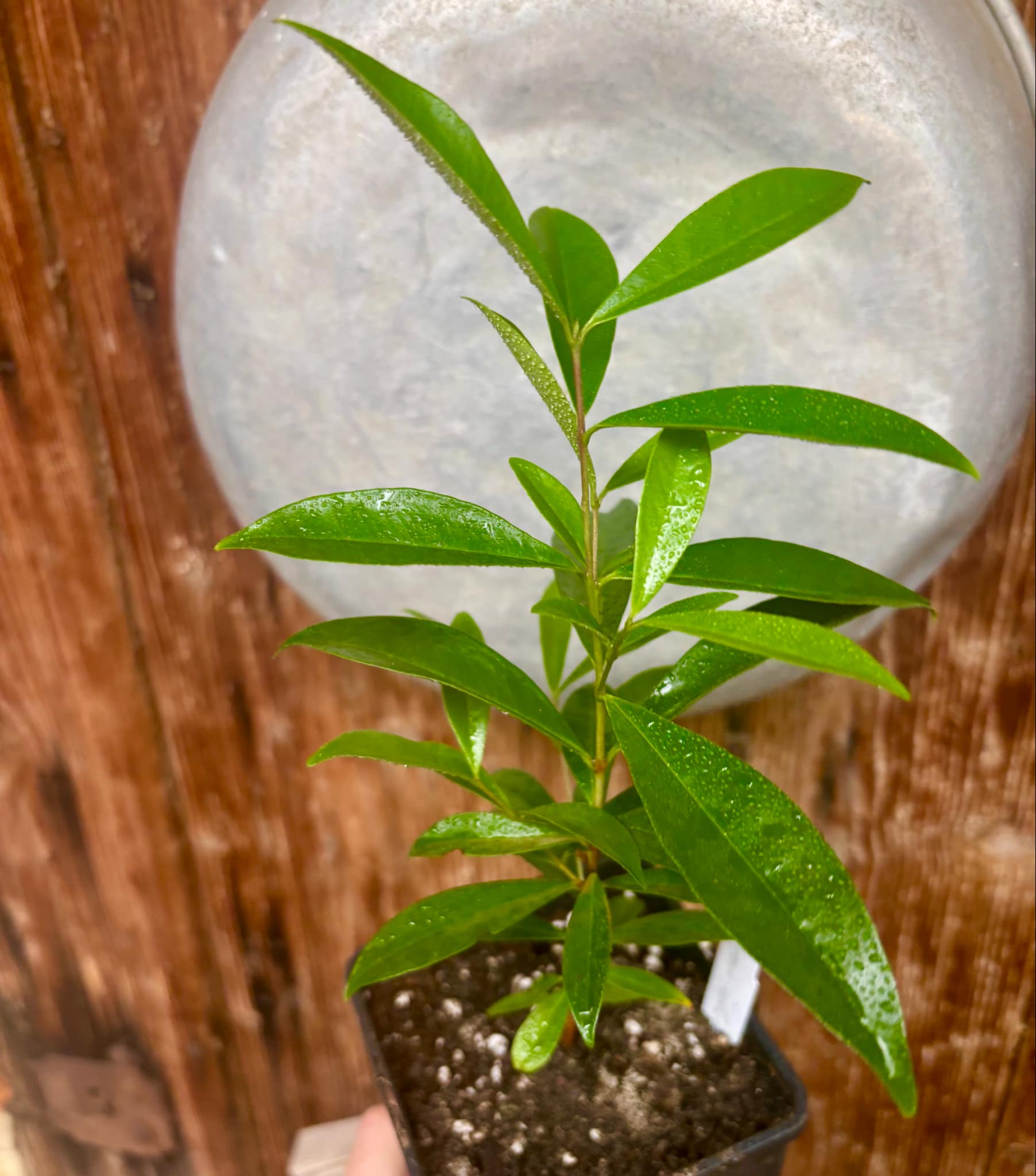 Eugenia involucrata var. Scarlet - 1 potted plant / 1 getopfte Pflanze