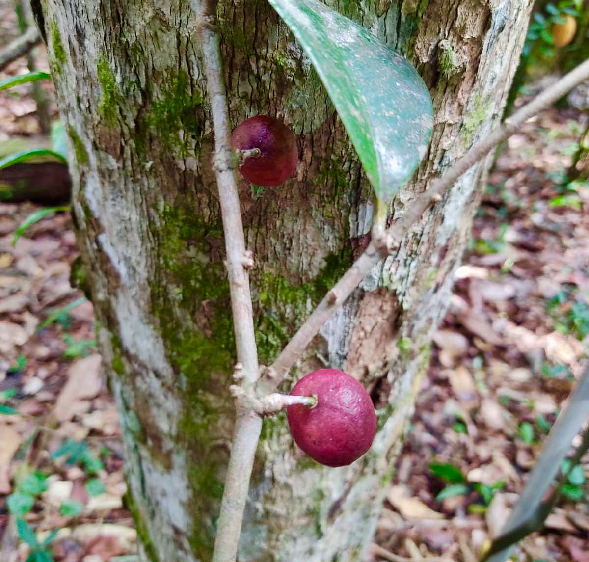 Eugenia sp Pindoca - 1 germinated seed / 1 gekeimter Samen Eugenia sp Pindoca - 1 germinated seed / 1 gekeimter Samen