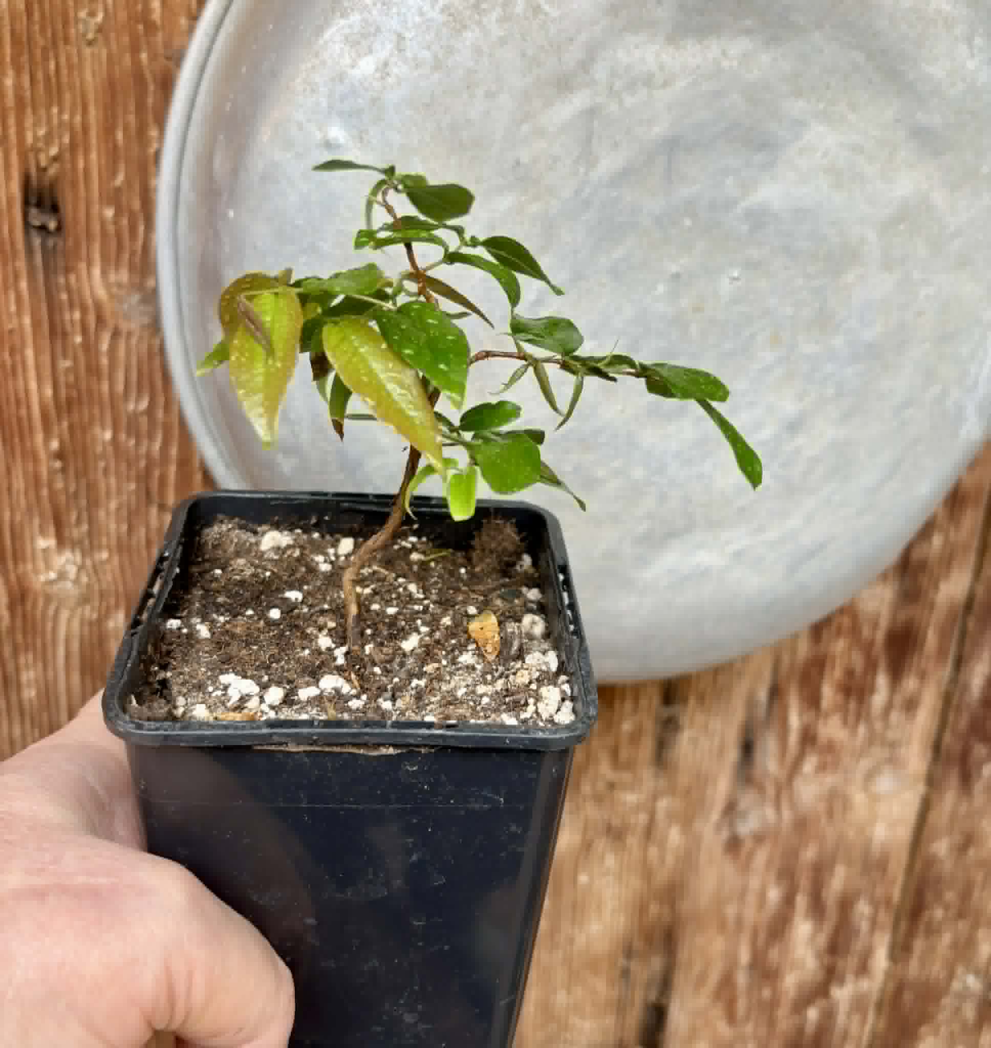 Plinia sp Giant Piray Argentina - 1 potted plant / 1 getopfte Pflanze