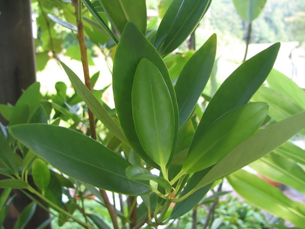 Star-Anise (Illicium verum) - 10 fresh seeds / 10 frische Samen