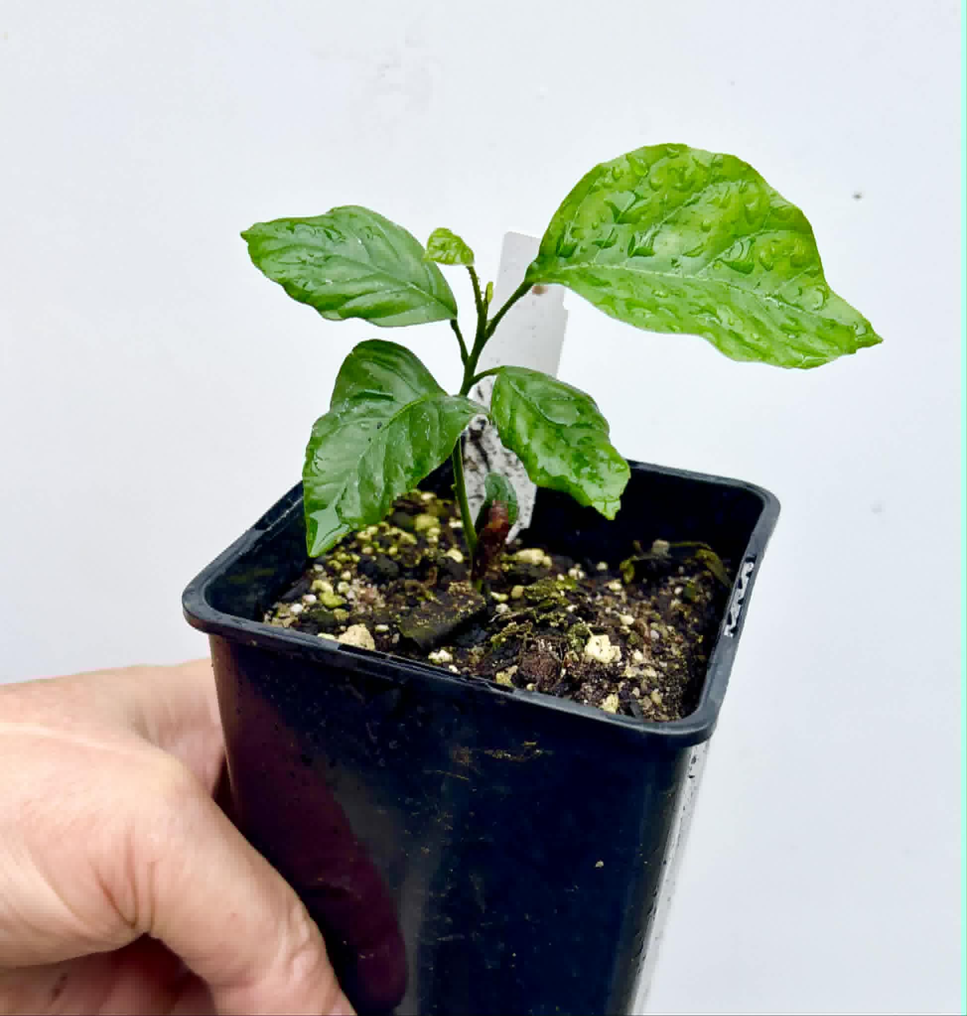 Wampee (Clausena lansium) - 1 potted seedling / 1 getopfter Sämling