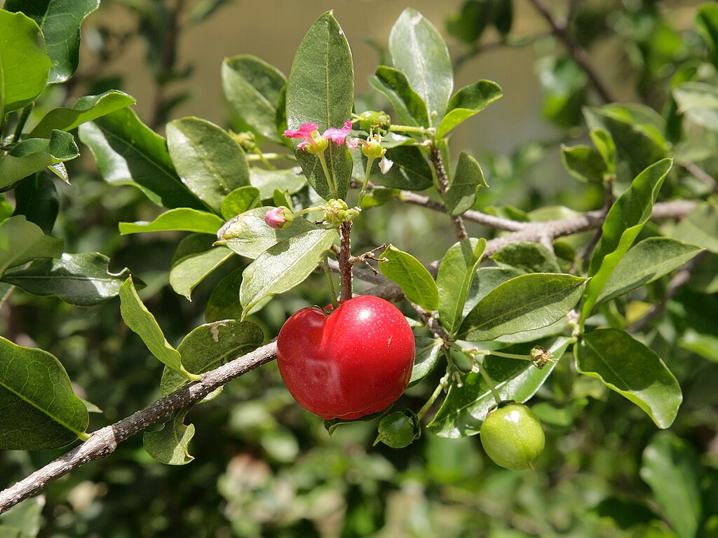 Acerola (Malpighia glabra) Nr. 2 - 1 potted rooted cutting / 1 getopfter, bewurzelter Steckling Acerola (Malpighia glabra) Nr. 2 - 1 potted rooted cutting / 1 getopfter, bewurzelter Steckling