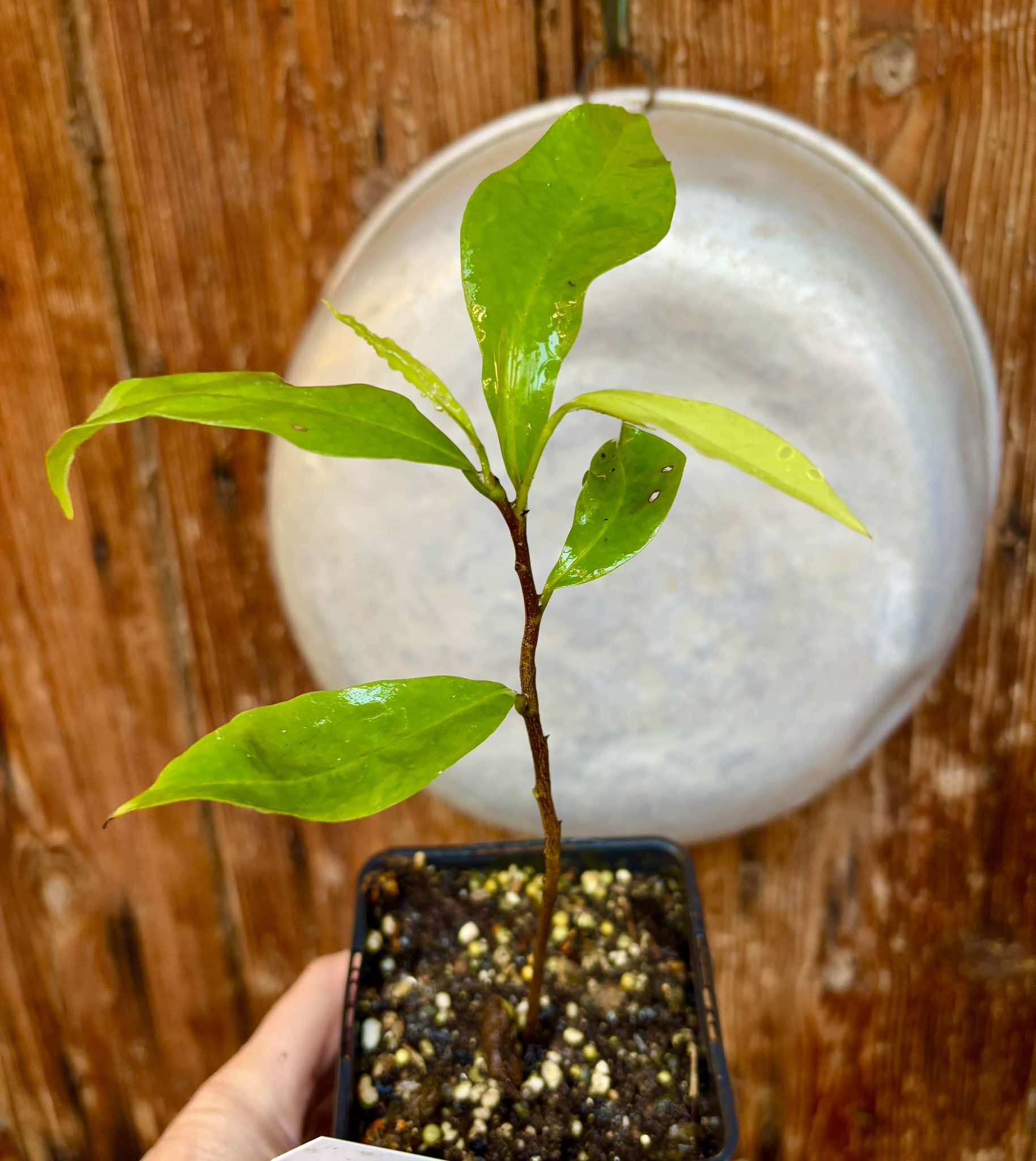 Annona muricata "Giant" - Soursop / Stachelannone  - 1 potted plant / 1 getopfte Pflanze