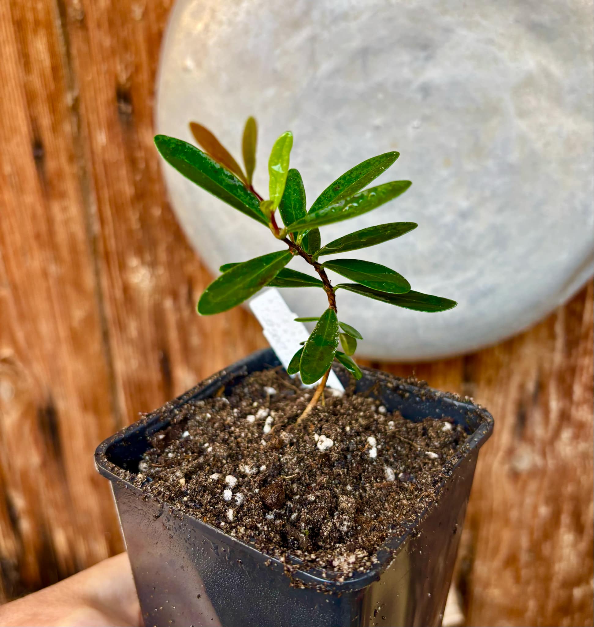 CEREJINHA DE JAGUARIÚNA - Eugenia punicifolia var. Oncas Doce - 1 potted plant / 1 getopfte Pflanze